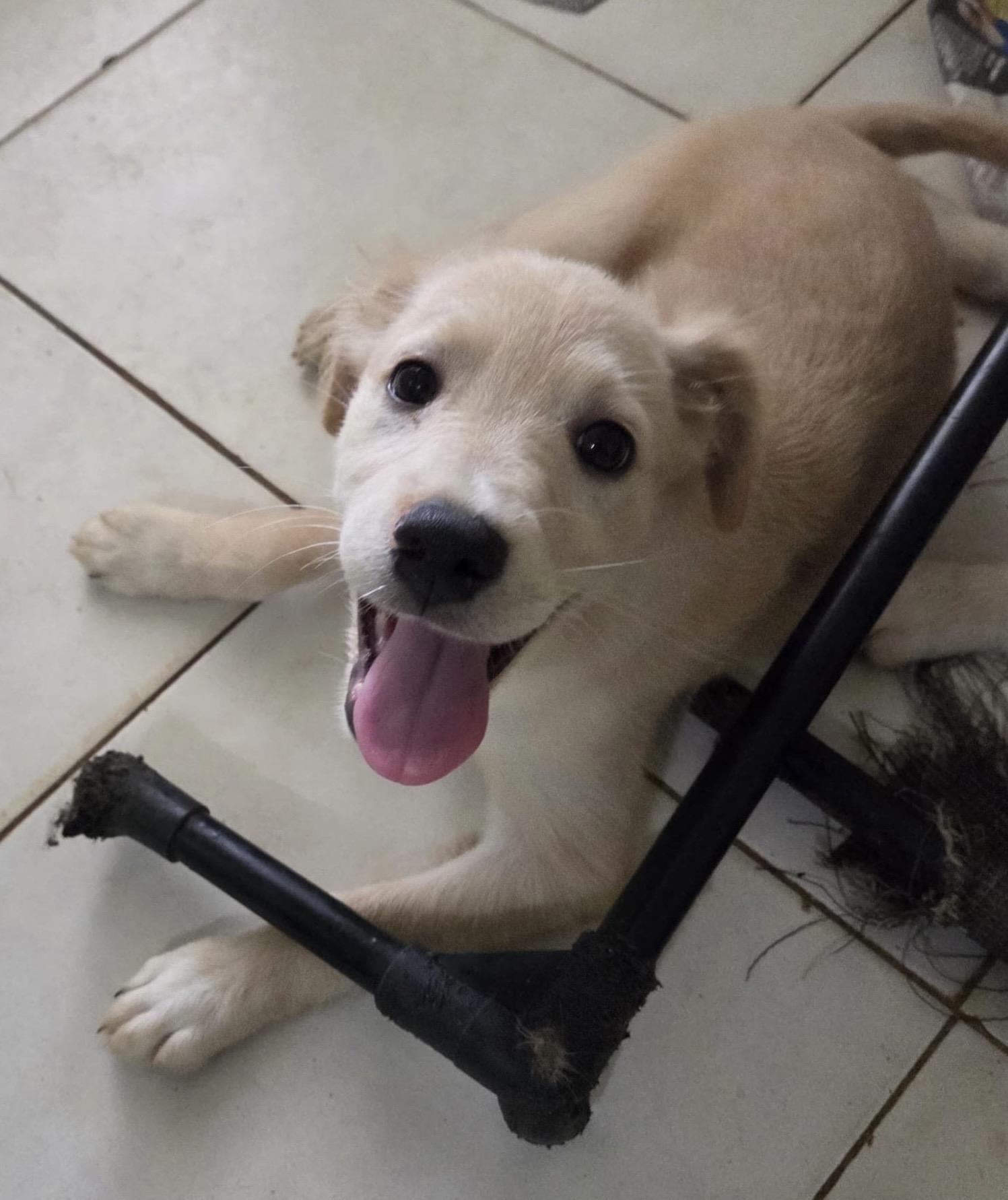 Enlarge ASHER - great family dog, a Adoptable mixed breed in New York, NY image 3/6