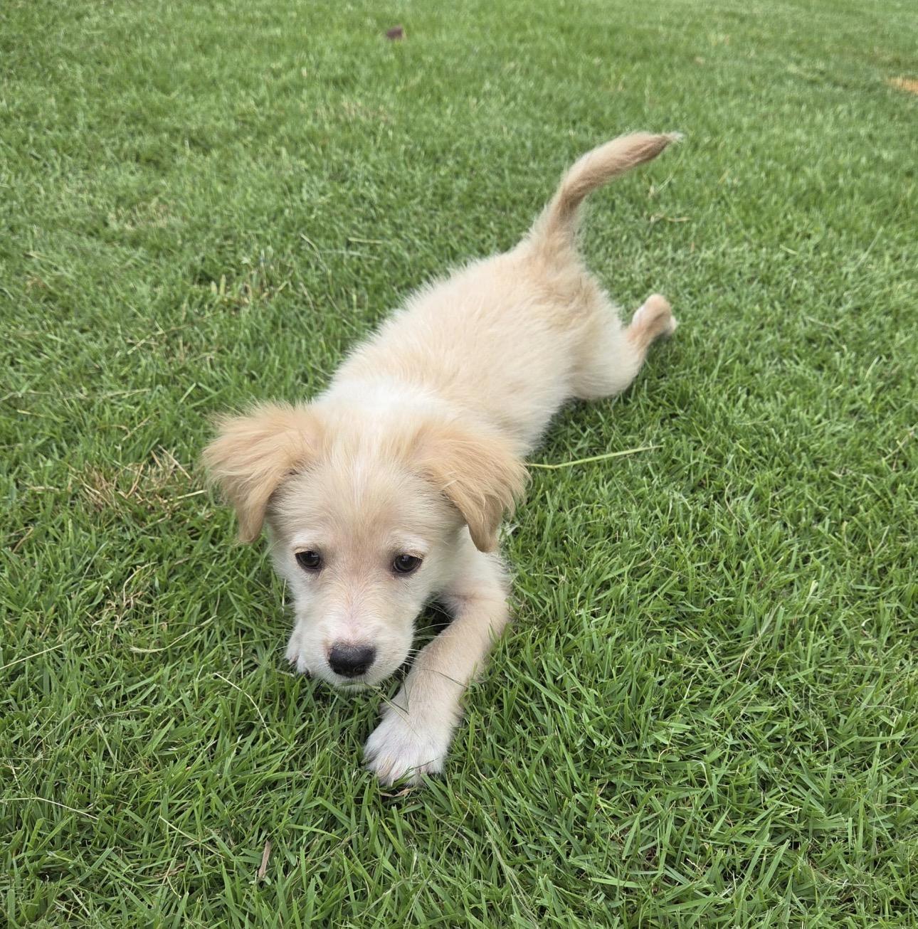 ASHER, a Adoptable mixed breed in New York, NY image 2/4