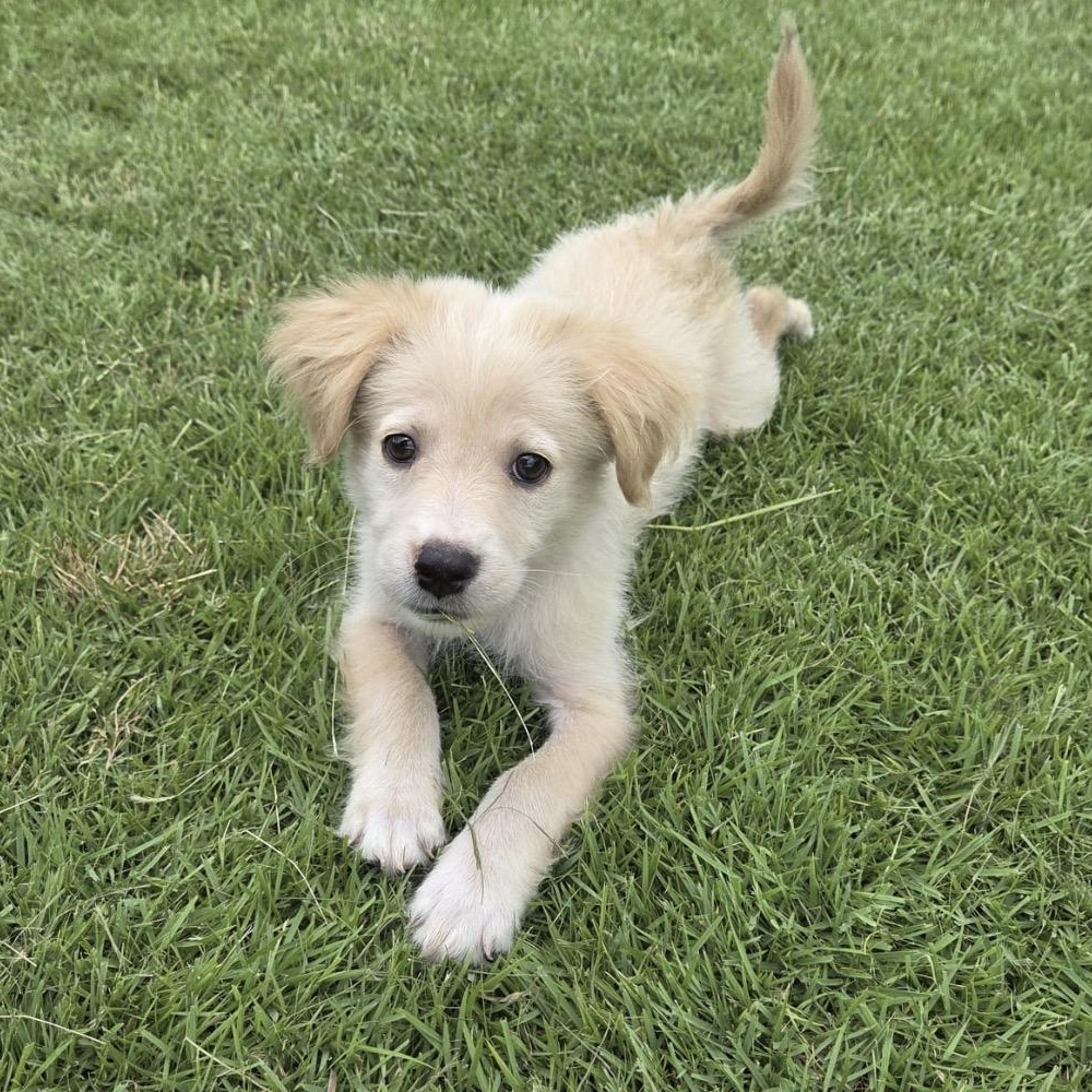 ASHER, Adoptable, Puppy Male Golden Retriever & Mixed Breed.