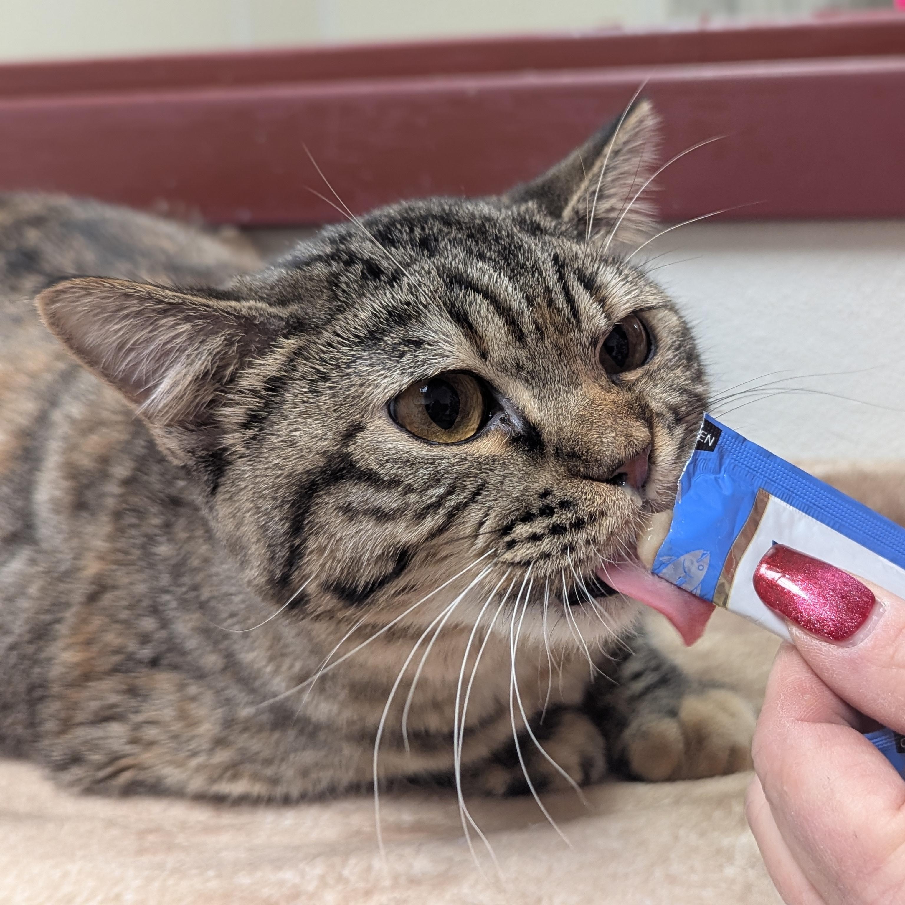 Enlarge Hands, an adoptable Domestic Short Hair in Springfield, IL image 4/5