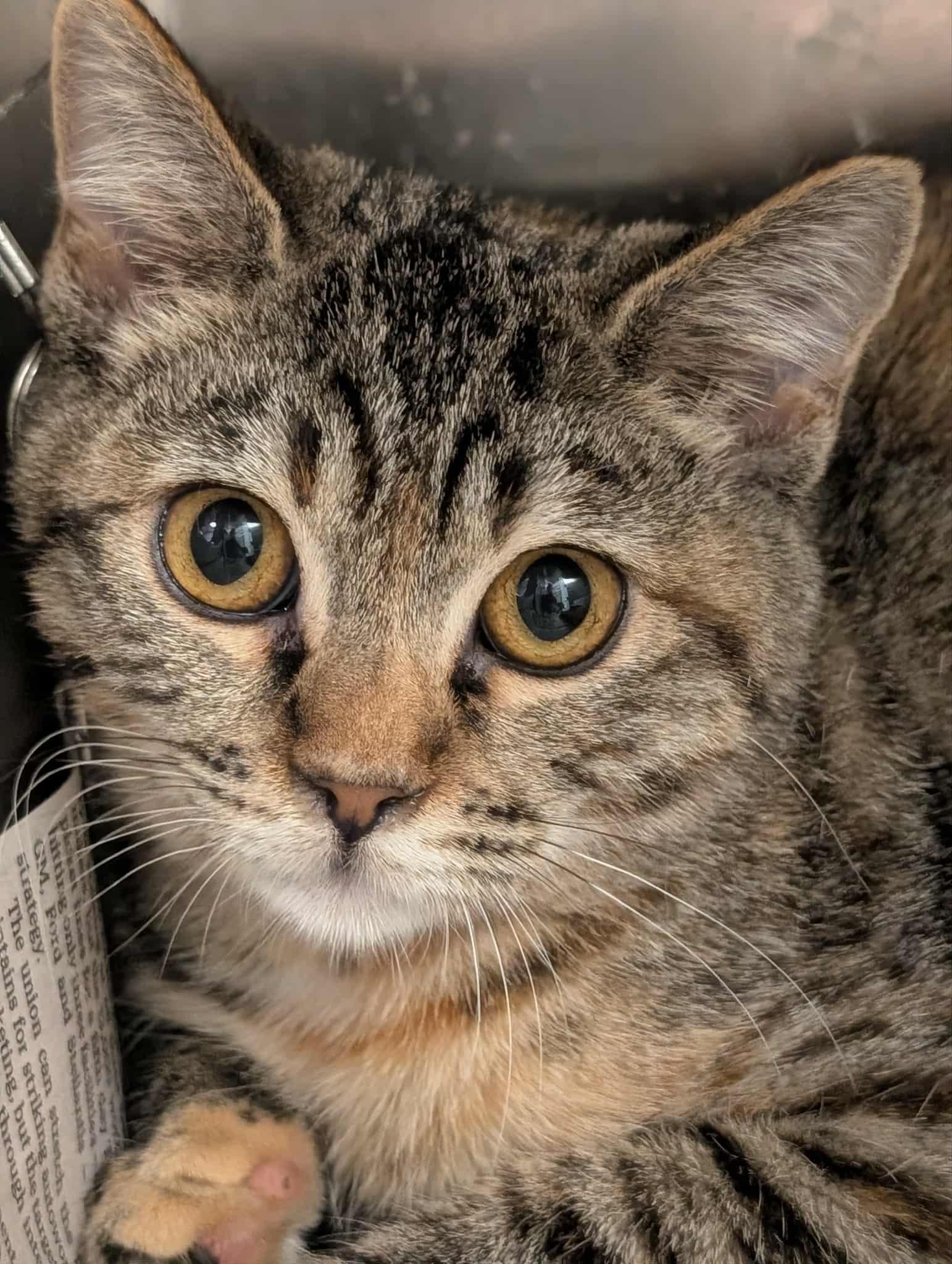 Hands, Adoptable, Kitten Female Domestic Short Hair.