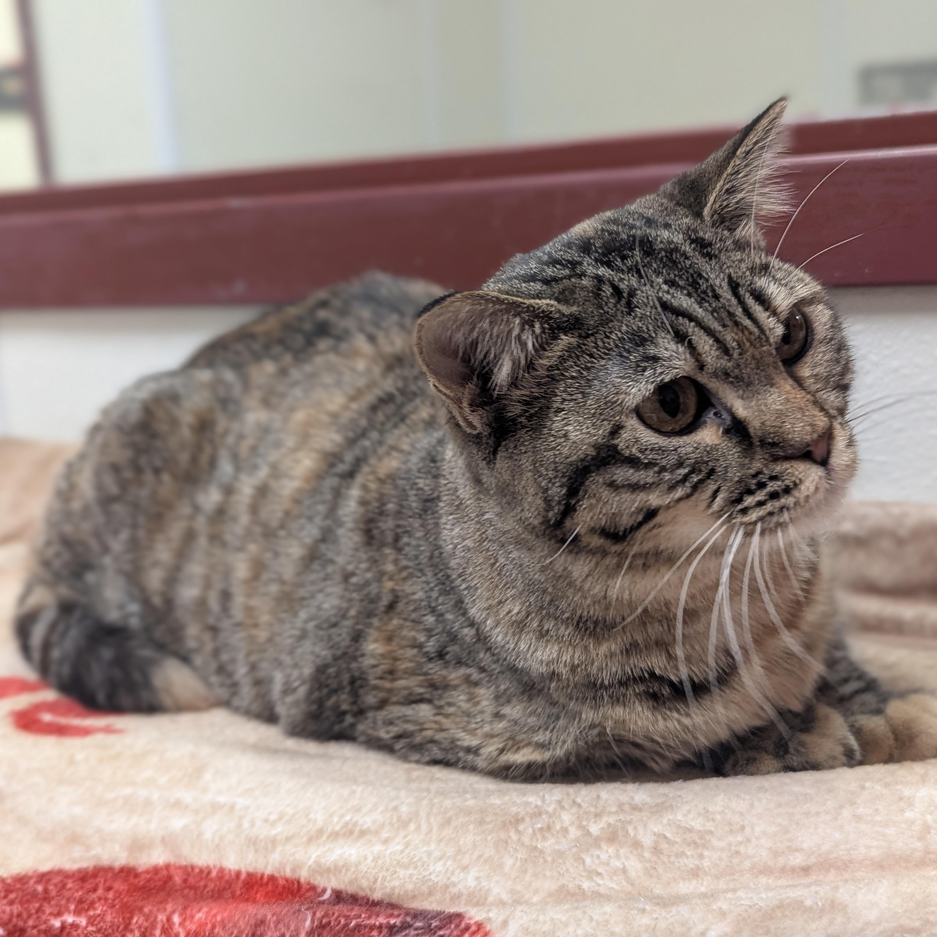 Enlarge Hands, an adoptable Domestic Short Hair in Springfield, IL image 5/5