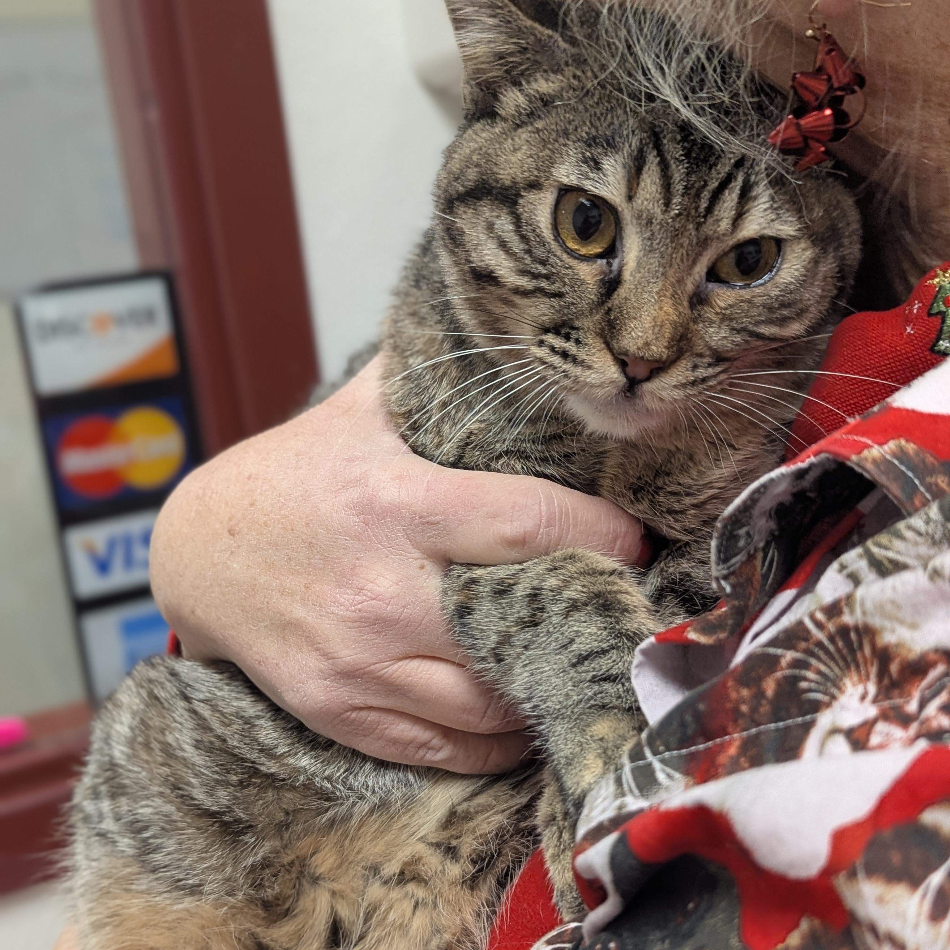 Enlarge Hands, an adoptable Domestic Short Hair in Springfield, IL image 2/5