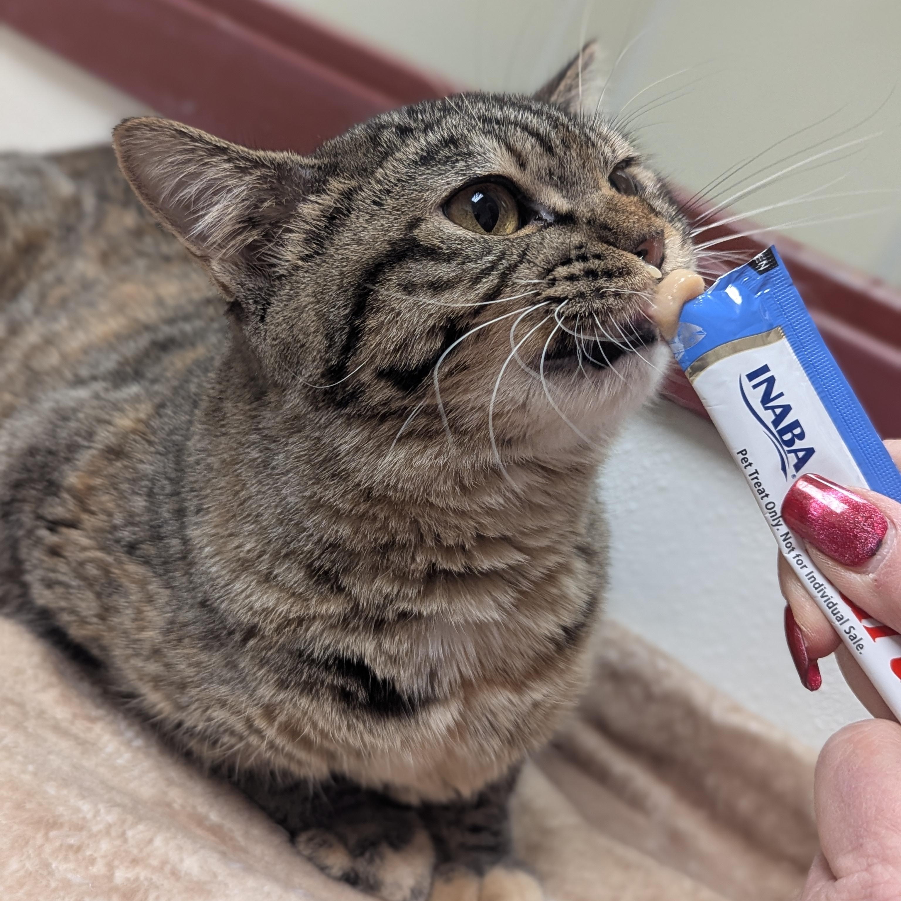 Enlarge Hands, an adoptable Domestic Short Hair in Springfield, IL image 3/5
