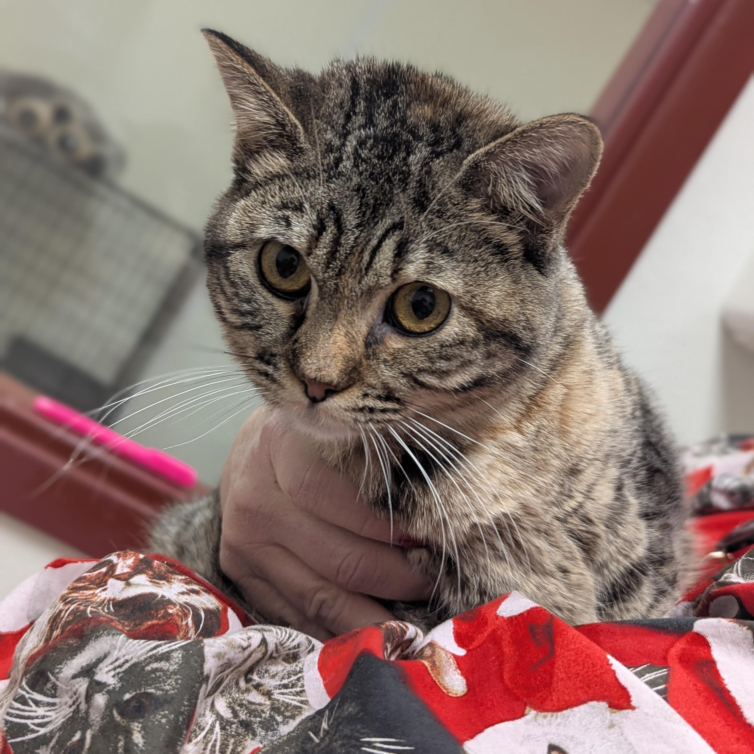 Hands, adoptable, Kitten Female Domestic Short Hair.