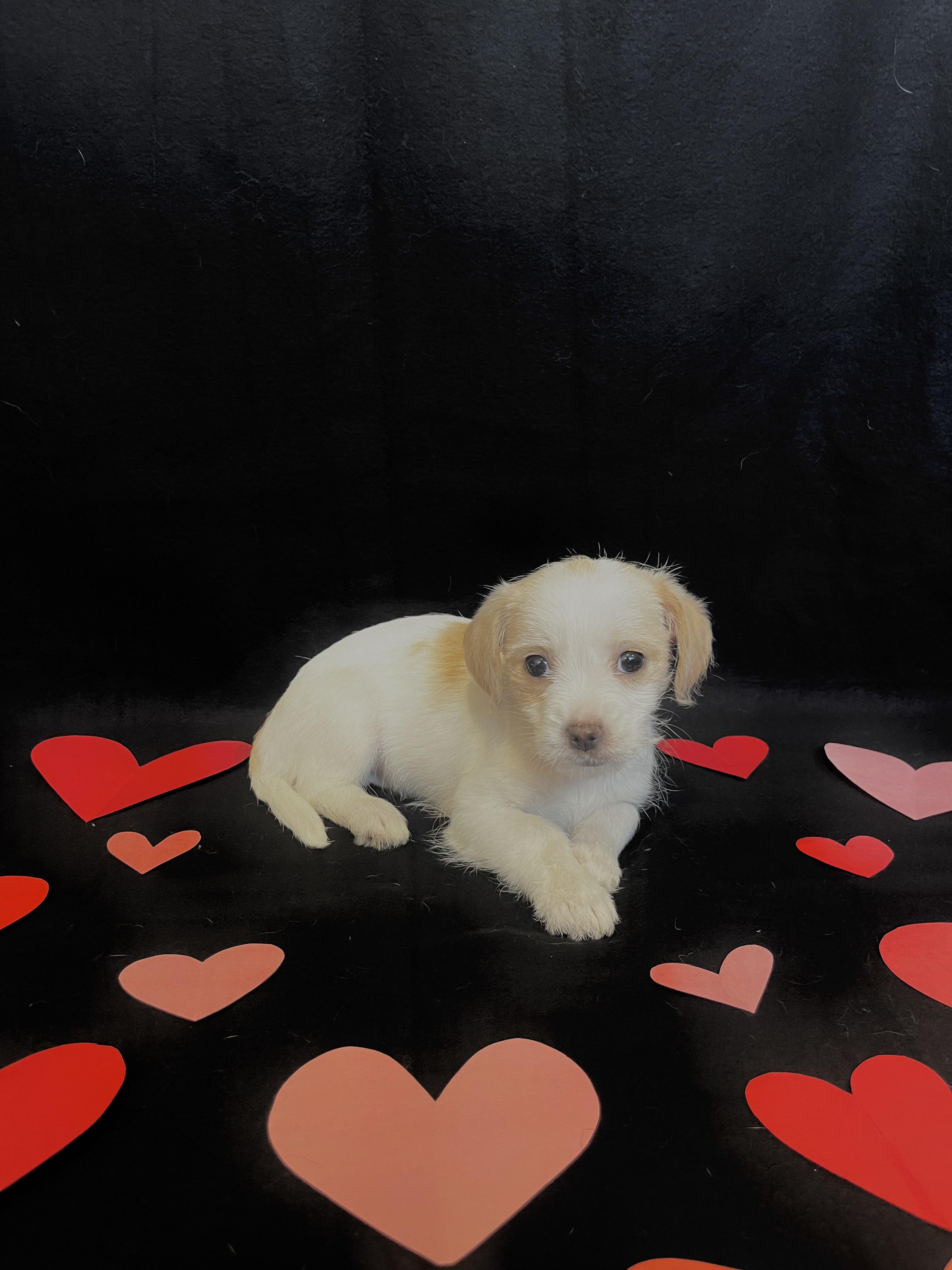 Enlarge Rose , an adopted mixed breed in Bonney Lake, WA image 2/5