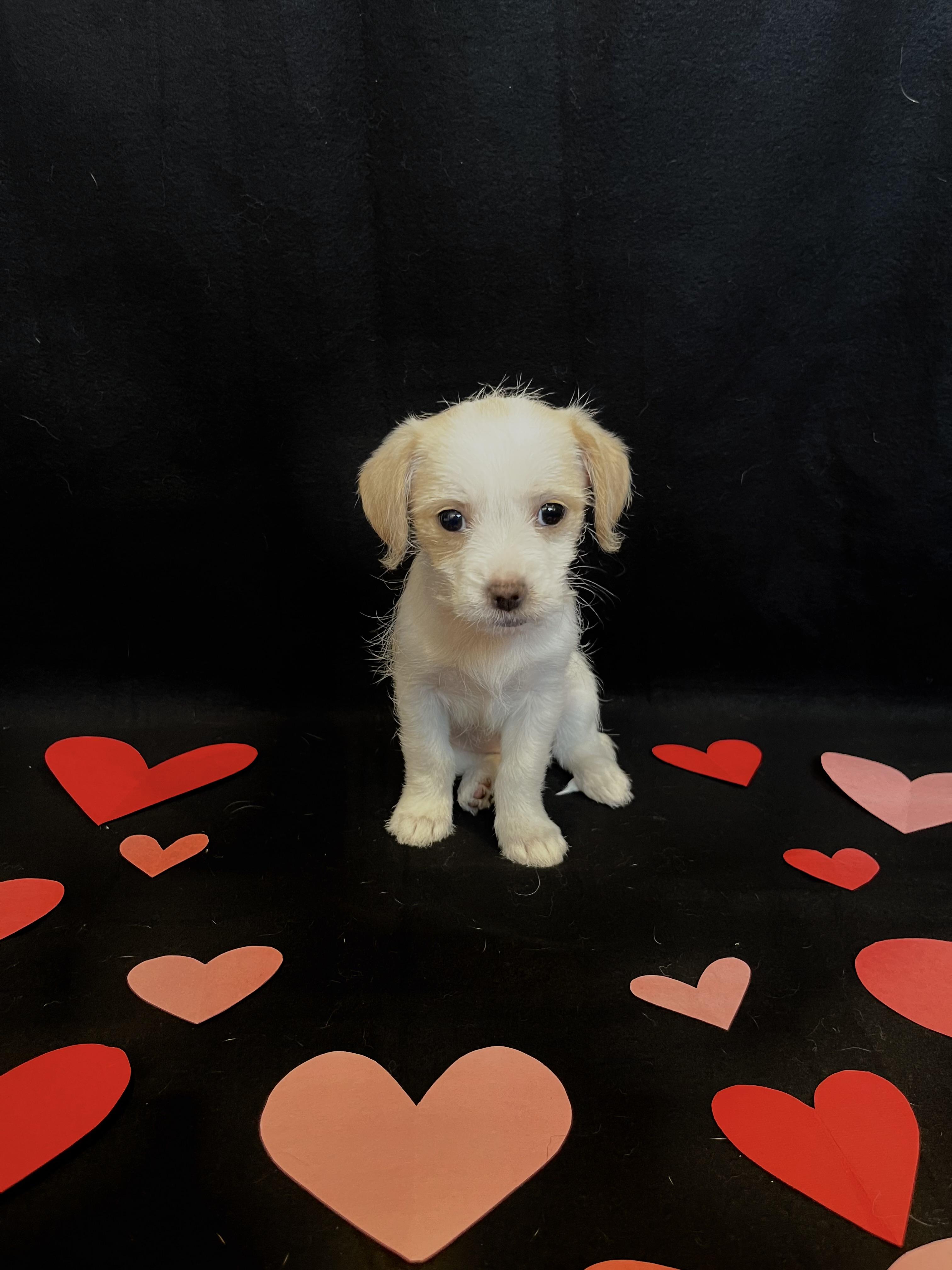 Enlarge Rose , an adopted mixed breed in Bonney Lake, WA image 3/5