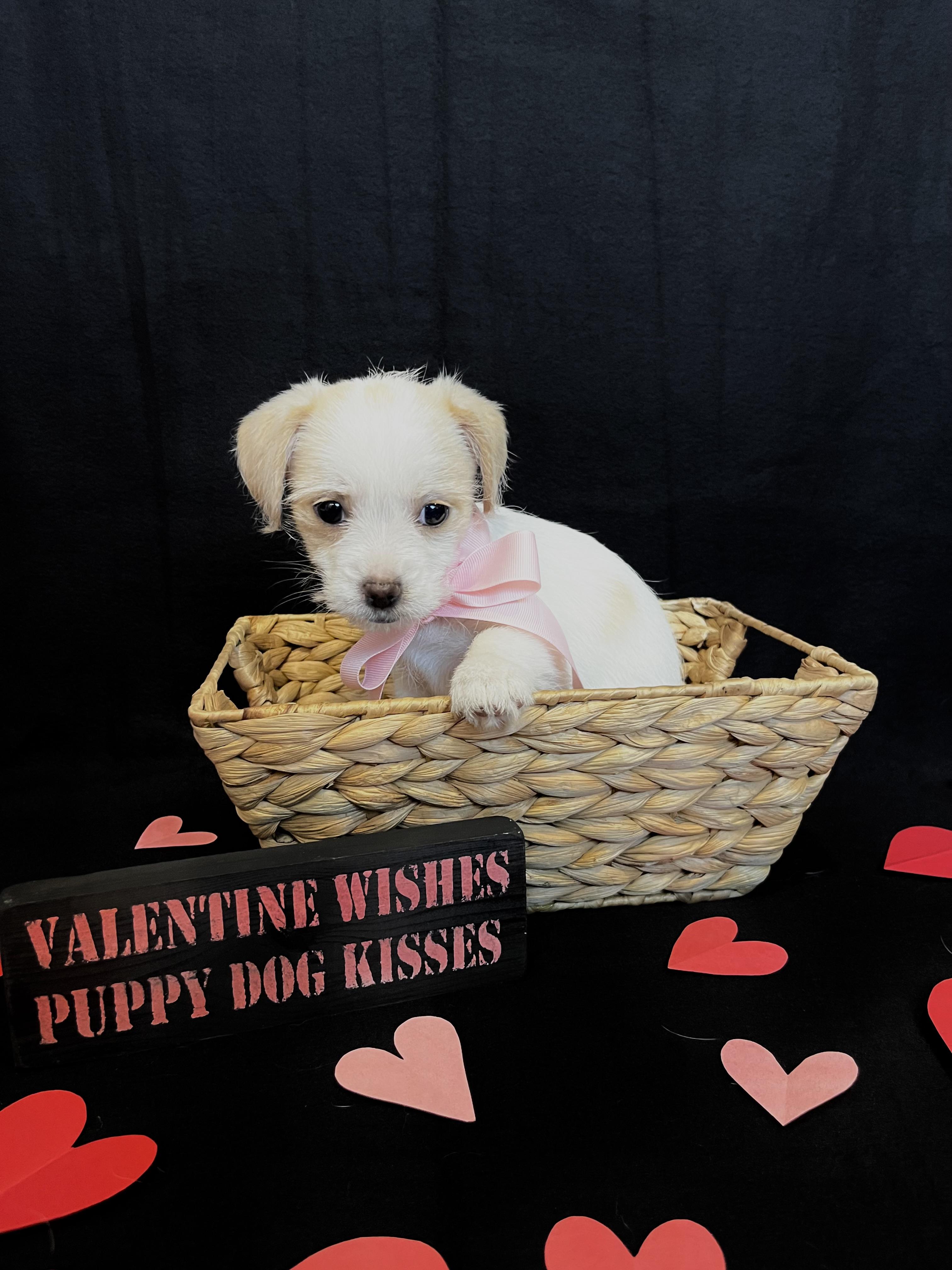 Enlarge Rose , an adopted mixed breed in Bonney Lake, WA image 4/5