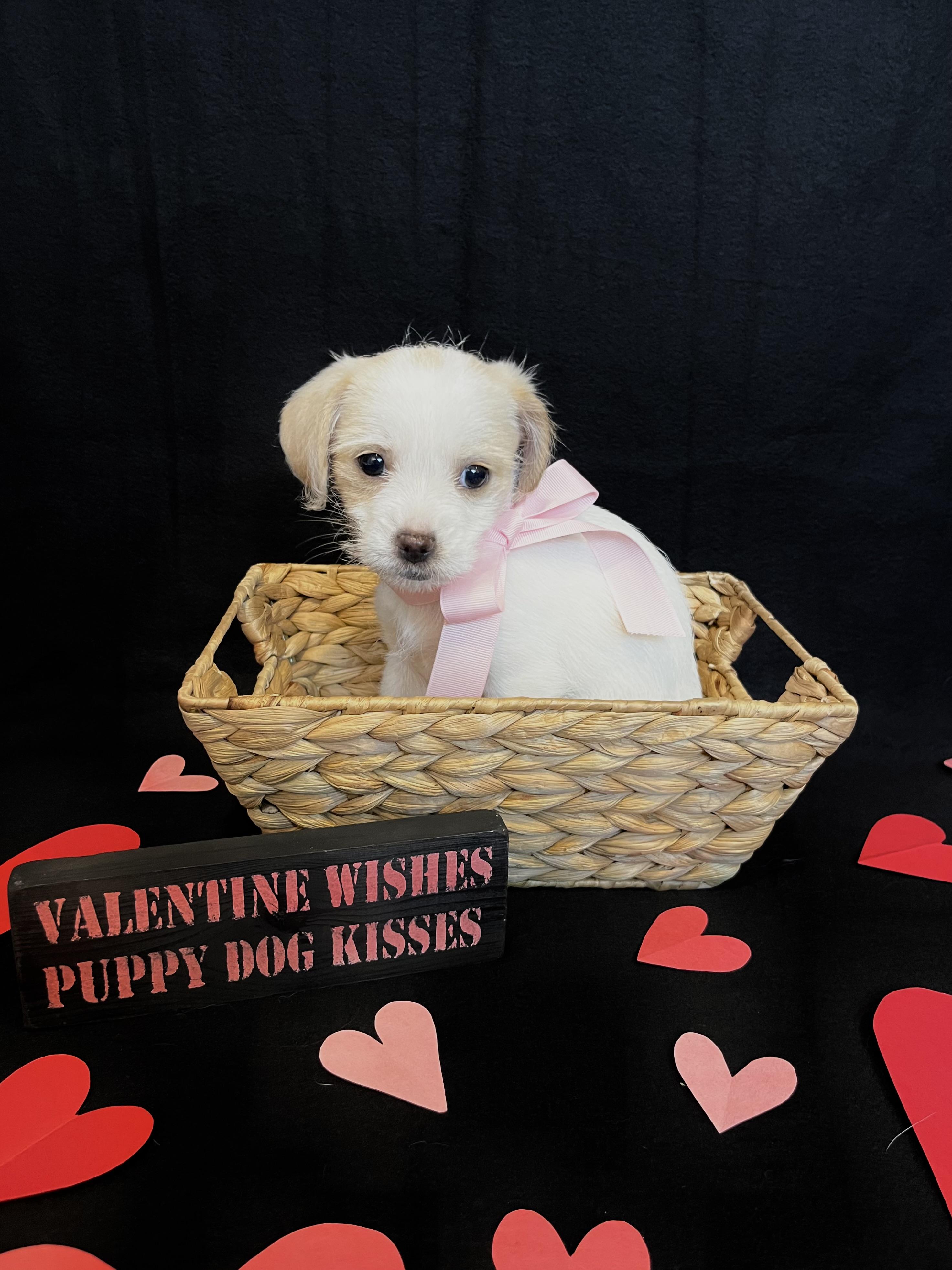 Enlarge Rose , an adopted mixed breed in Bonney Lake, WA image 1/5