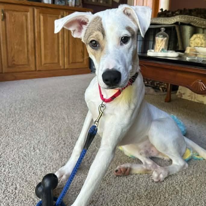 Enlarge Mr. Rory, a Adoptable mixed breed in Racine, WI image 1/3