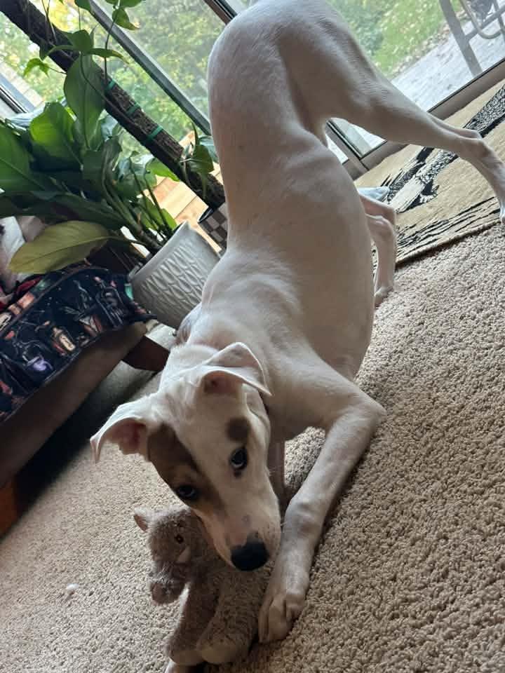 Enlarge Mr. Rory, a Adoptable mixed breed in Racine, WI image 3/3