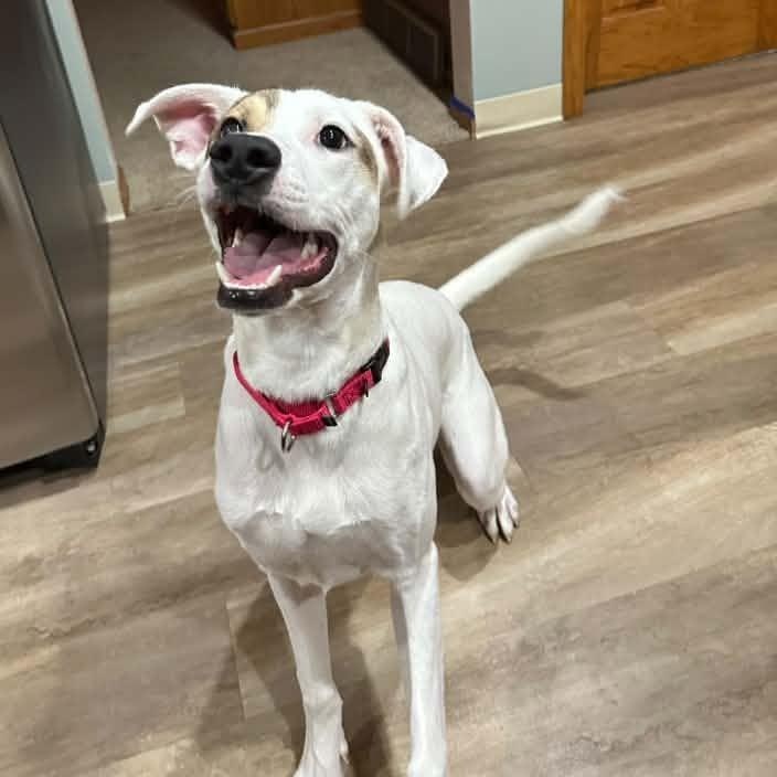 Enlarge Mr. Rory, a Adoptable mixed breed in Racine, WI image 2/3