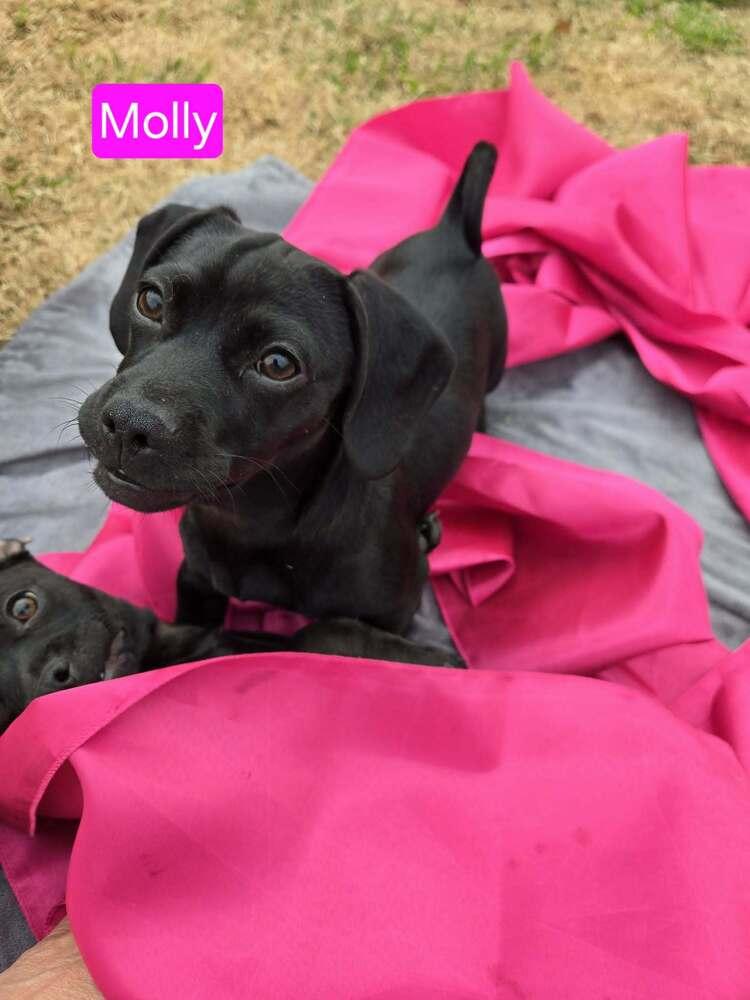 Molly — thumbnail 4