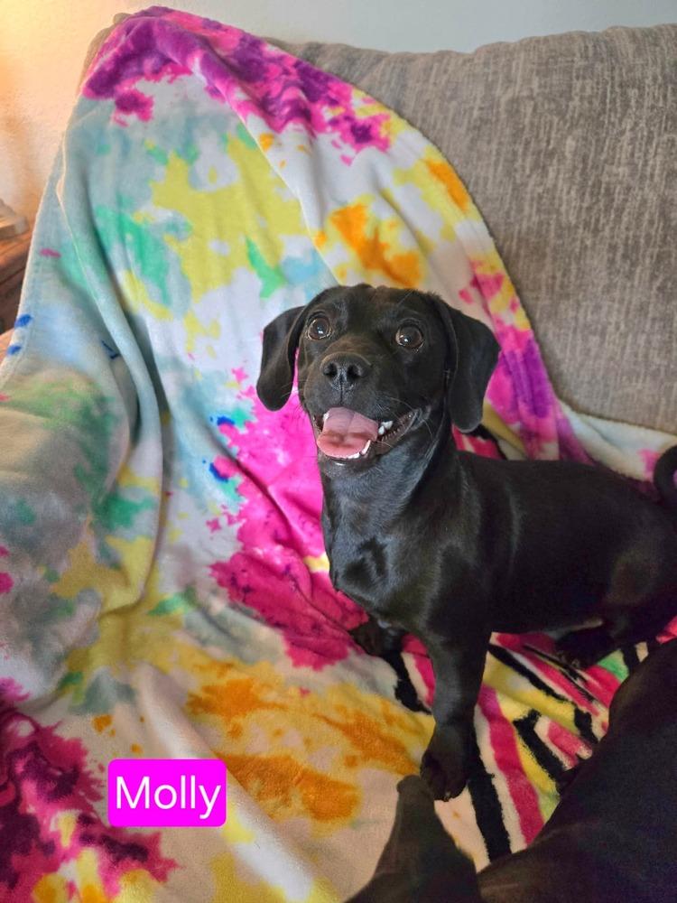 Molly — thumbnail 5