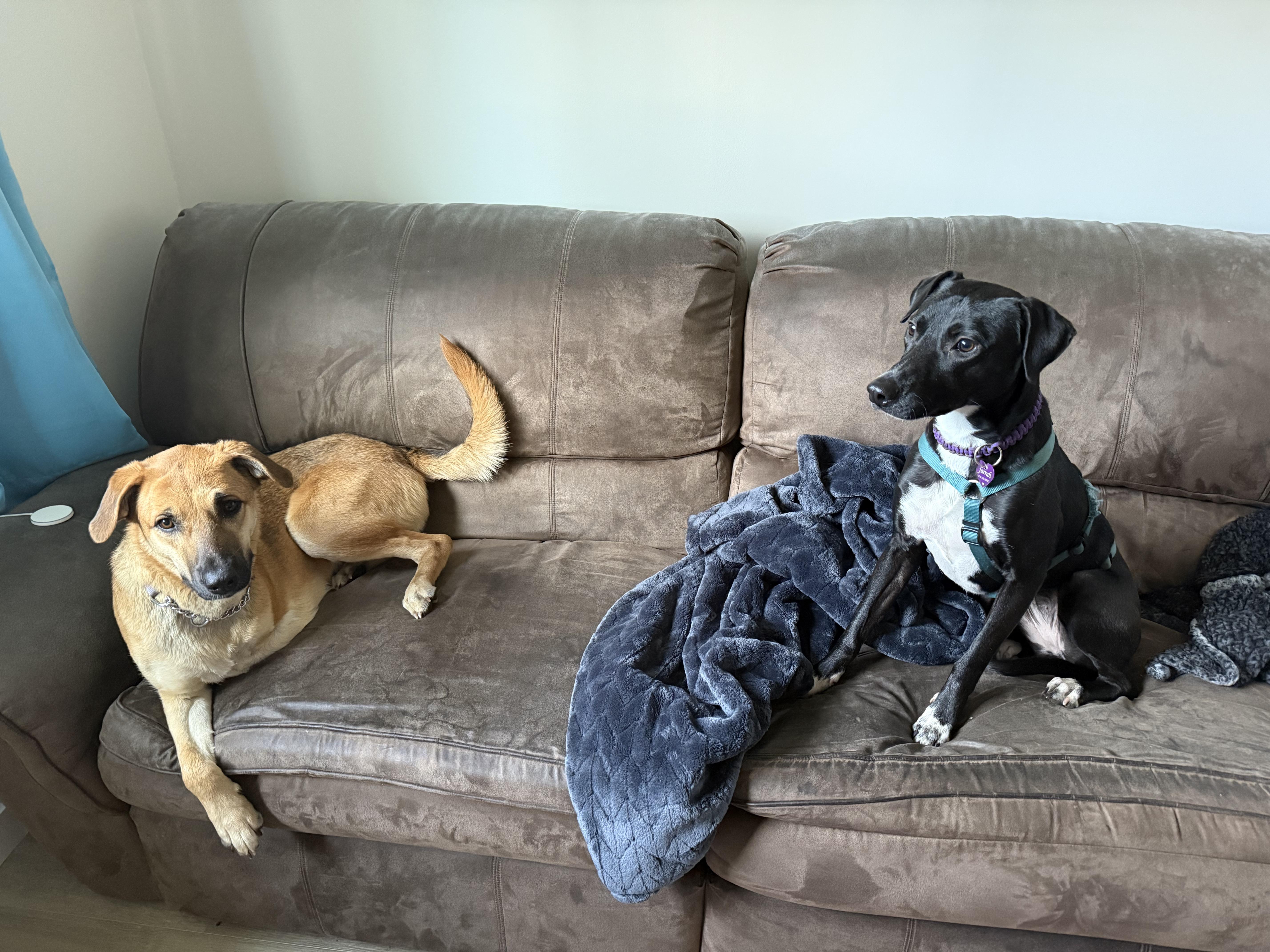 Enlarge Flora, a Adoptable mixed breed in Nanaimo, BC image 3/4