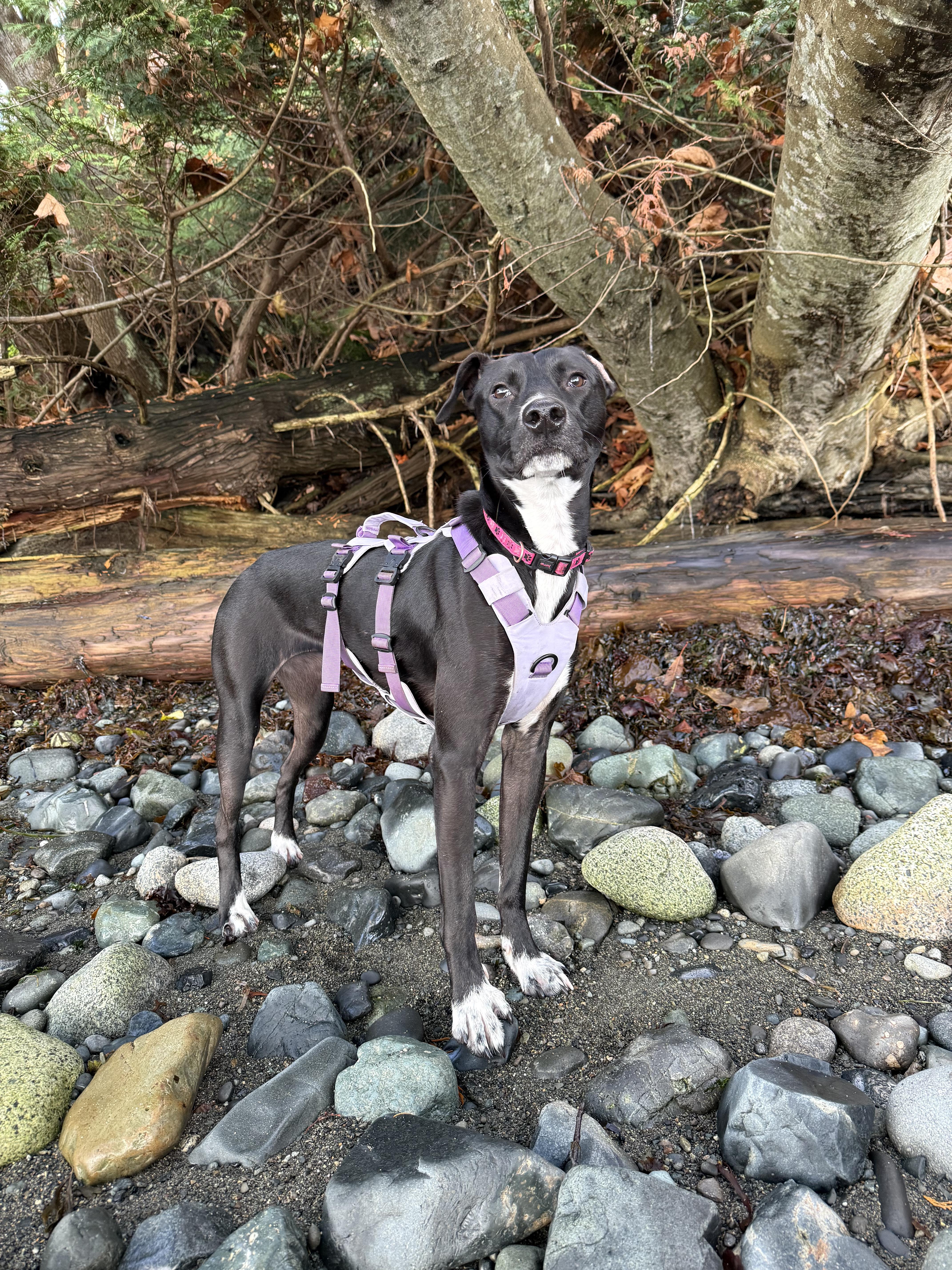 Flora, Adoptable, Young Female Black Labrador Retriever & Whippet.