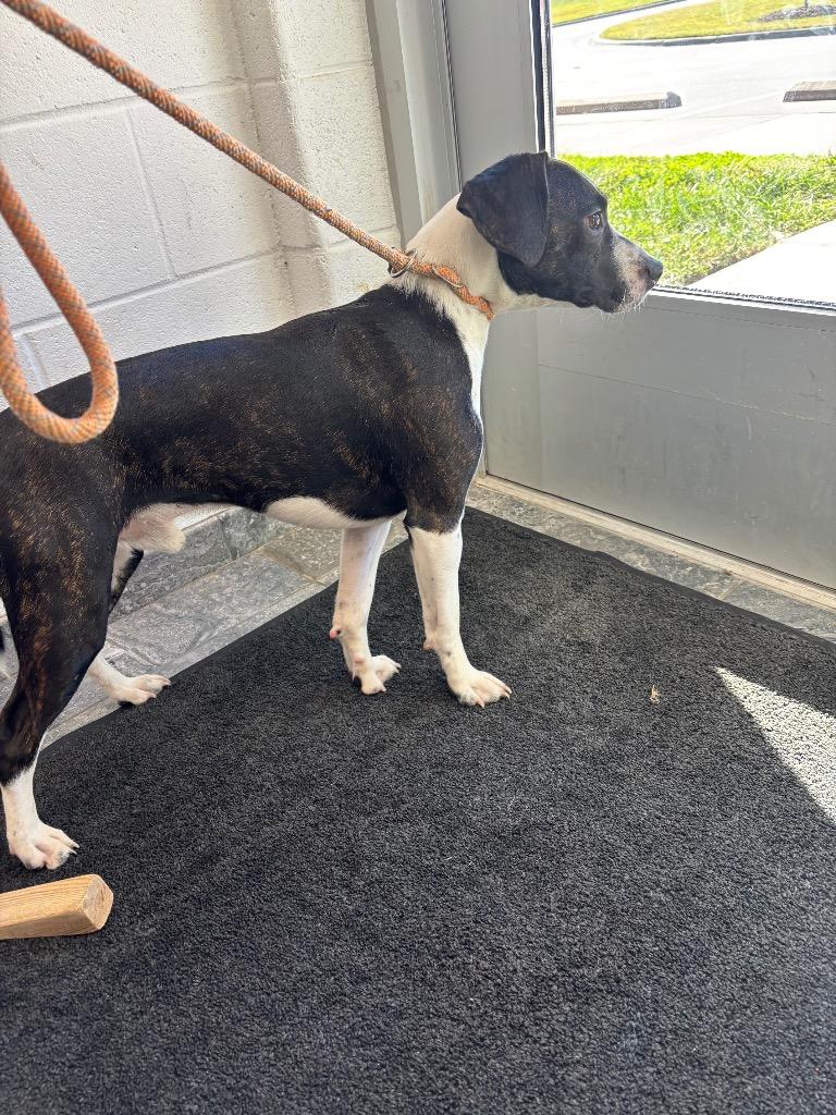 Enlarge Kid, a Adoptable mixed breed in Oxford, NC image 1/1