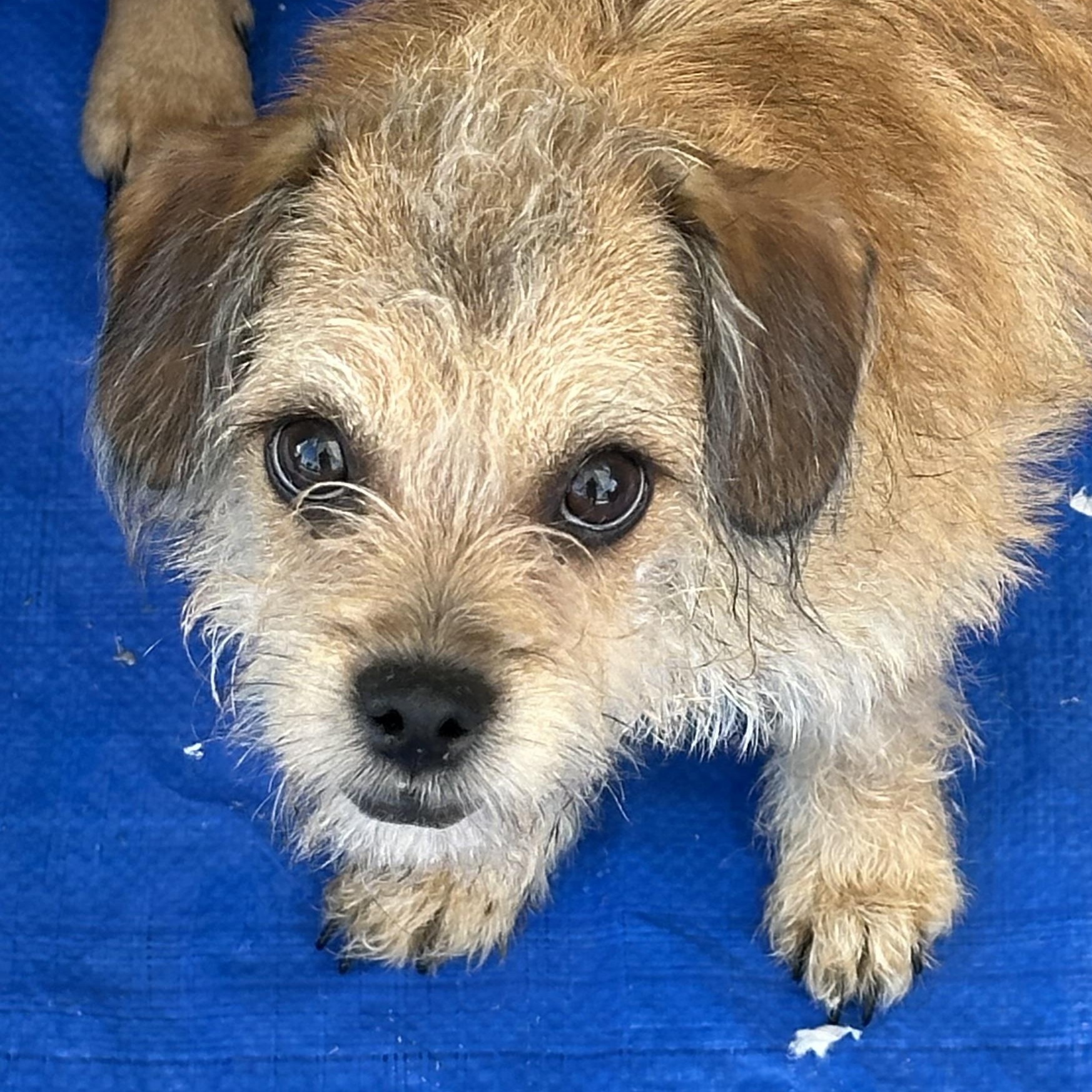 Sutton, Adoptable, Puppy Female Terrier.