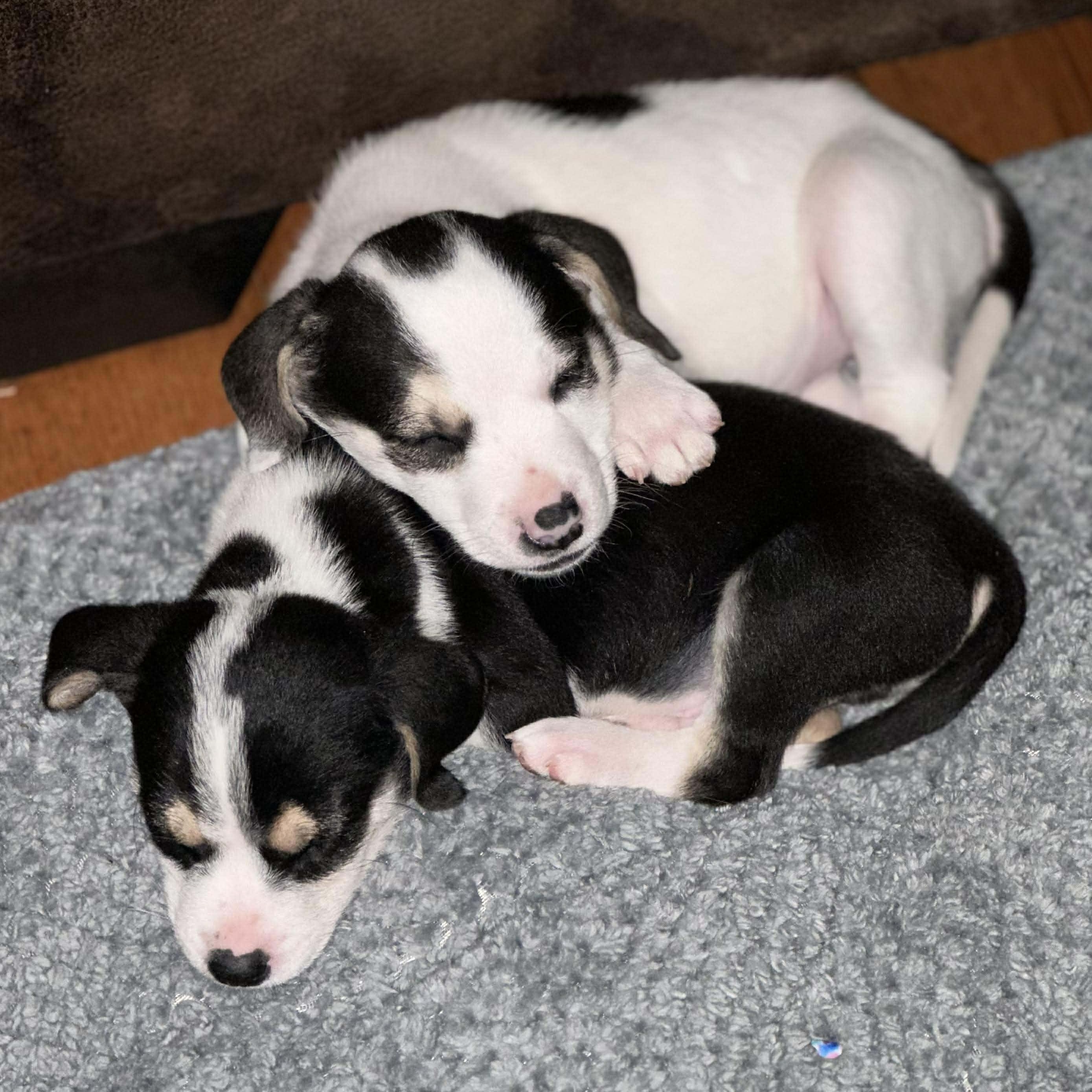 Enlarge Chilly, a Adoptable mixed breed in Leroy, NY image 4/6