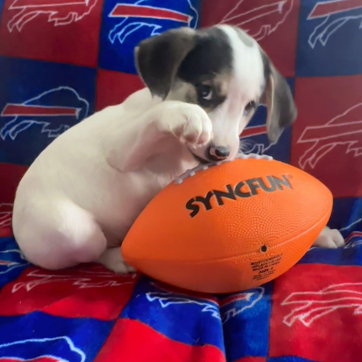 Chilly, a Adoptable mixed breed in Brockport, NY image 2/6