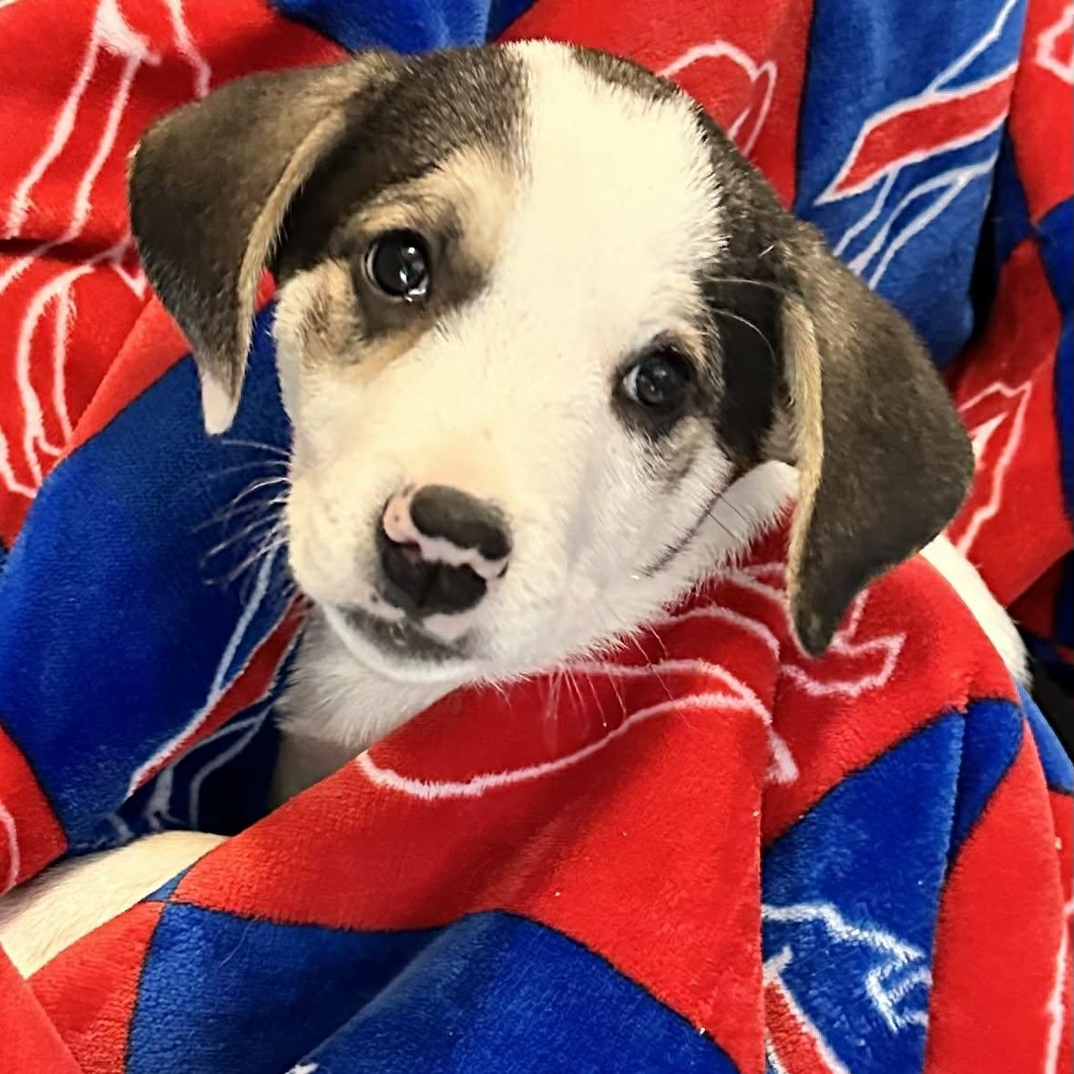 Chilly, Adoptable, Young Male Mixed Breed & Beagle.