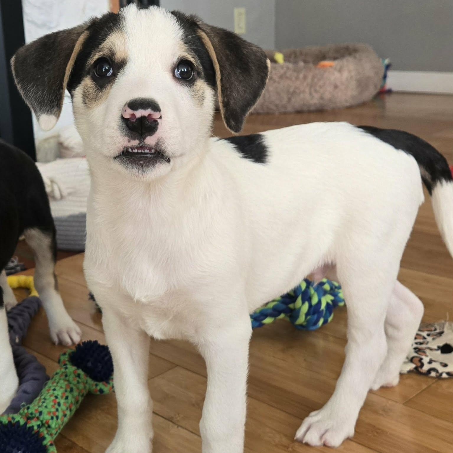 Chilly, an adopted mixed breed in Leroy, NY image 5/6