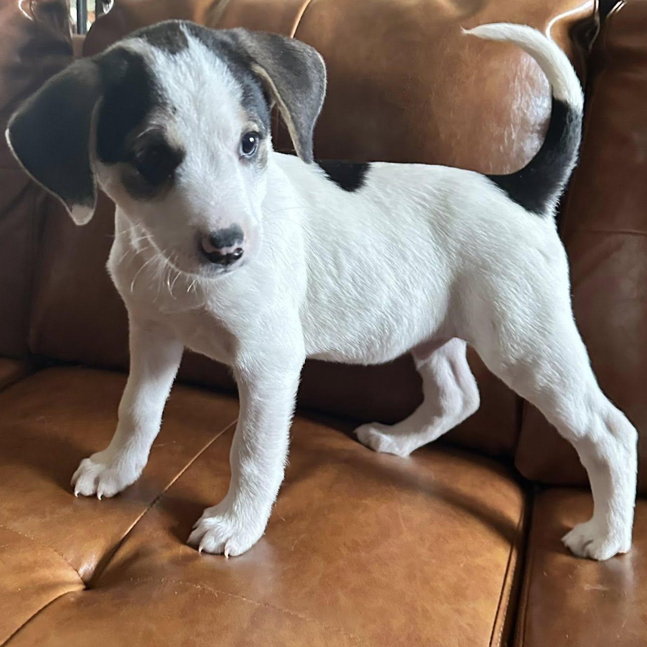 Enlarge Chilly, a Adoptable mixed breed in Leroy, NY image 6/6