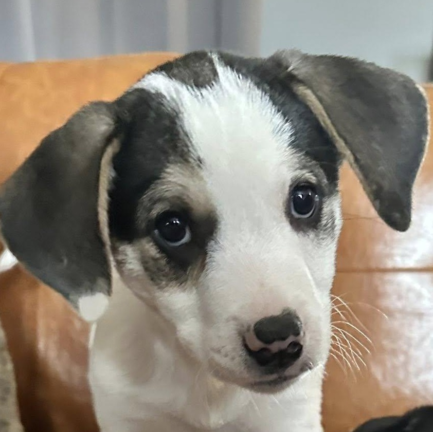 Enlarge Chilly, a Adoptable mixed breed in Leroy, NY image 2/6