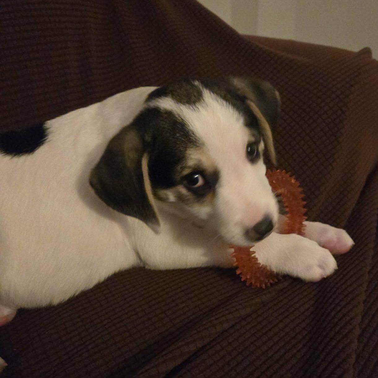 Chilly, an adopted mixed breed in Leroy, NY image 4/6