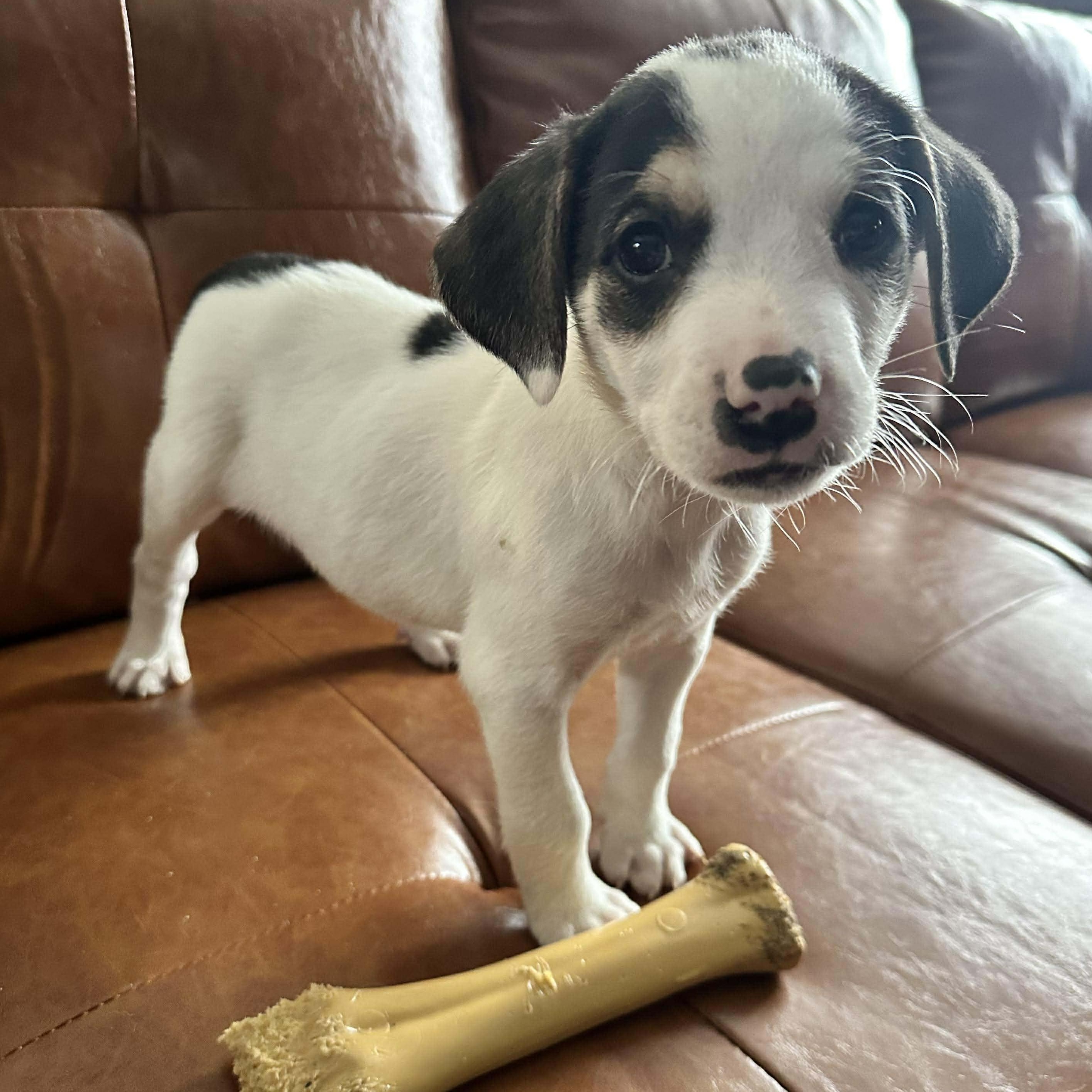 Chilly, Adoptable, Young Male Mixed Breed & Beagle.