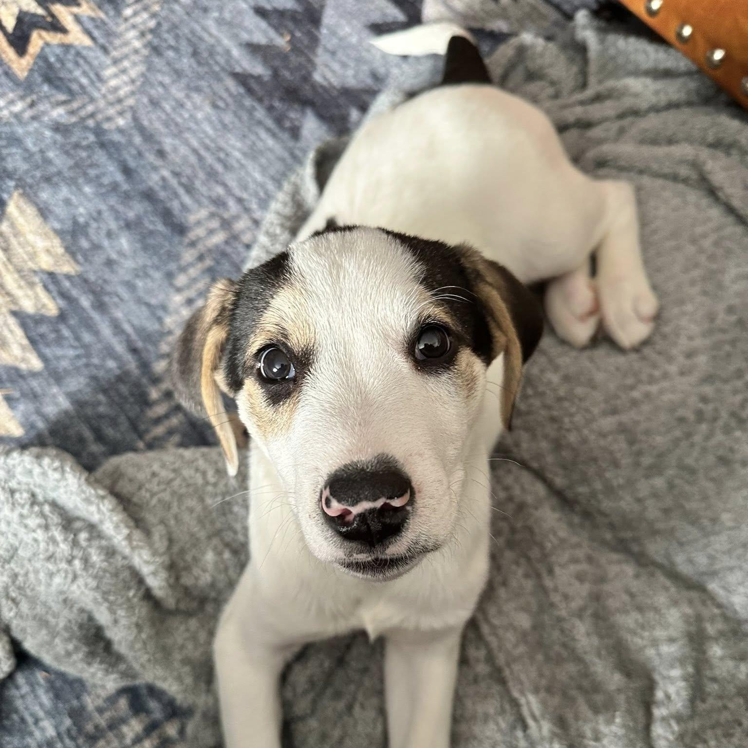 Chilly, an adopted mixed breed in Leroy, NY image 1/6