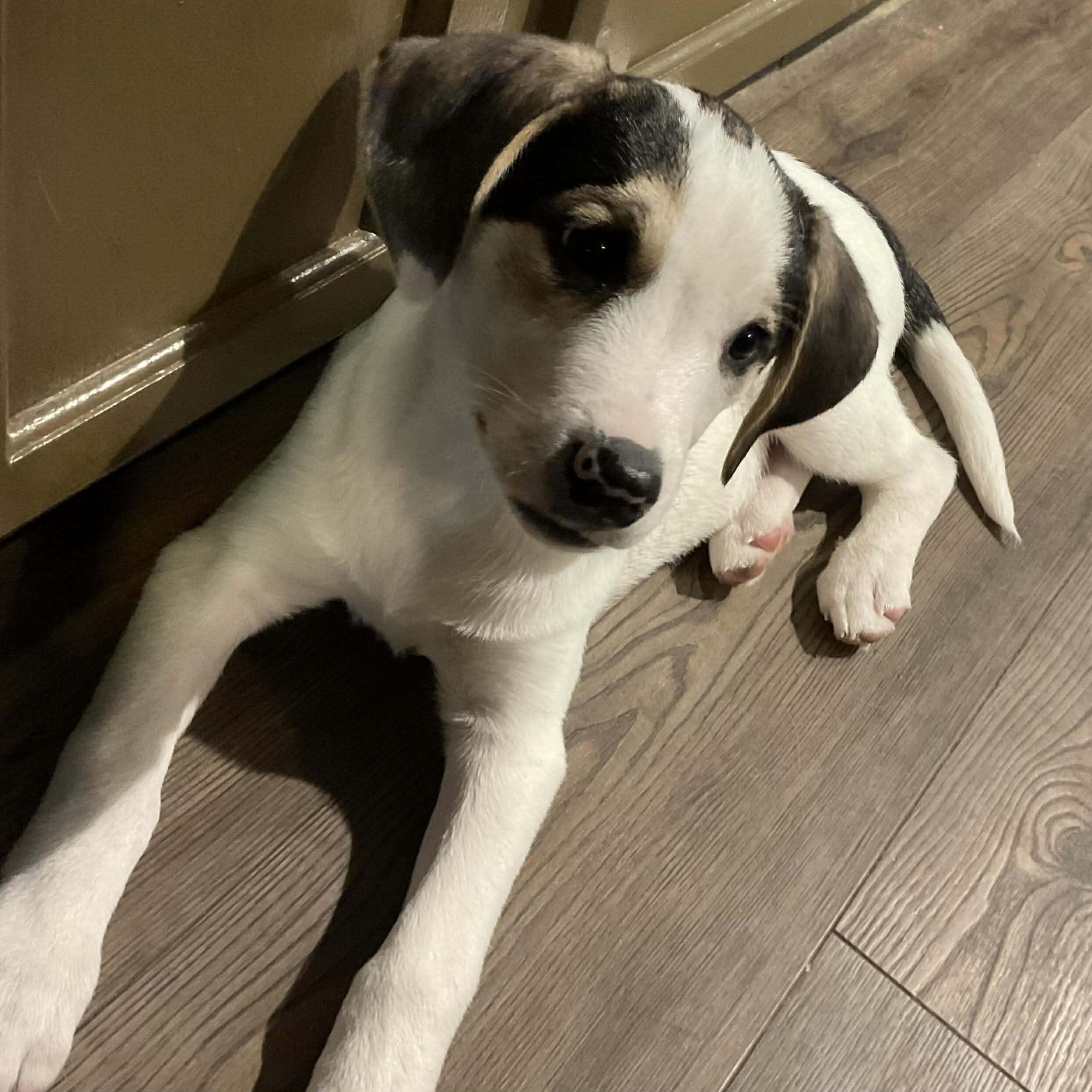 Chilly, an adopted mixed breed in Leroy, NY image 2/6