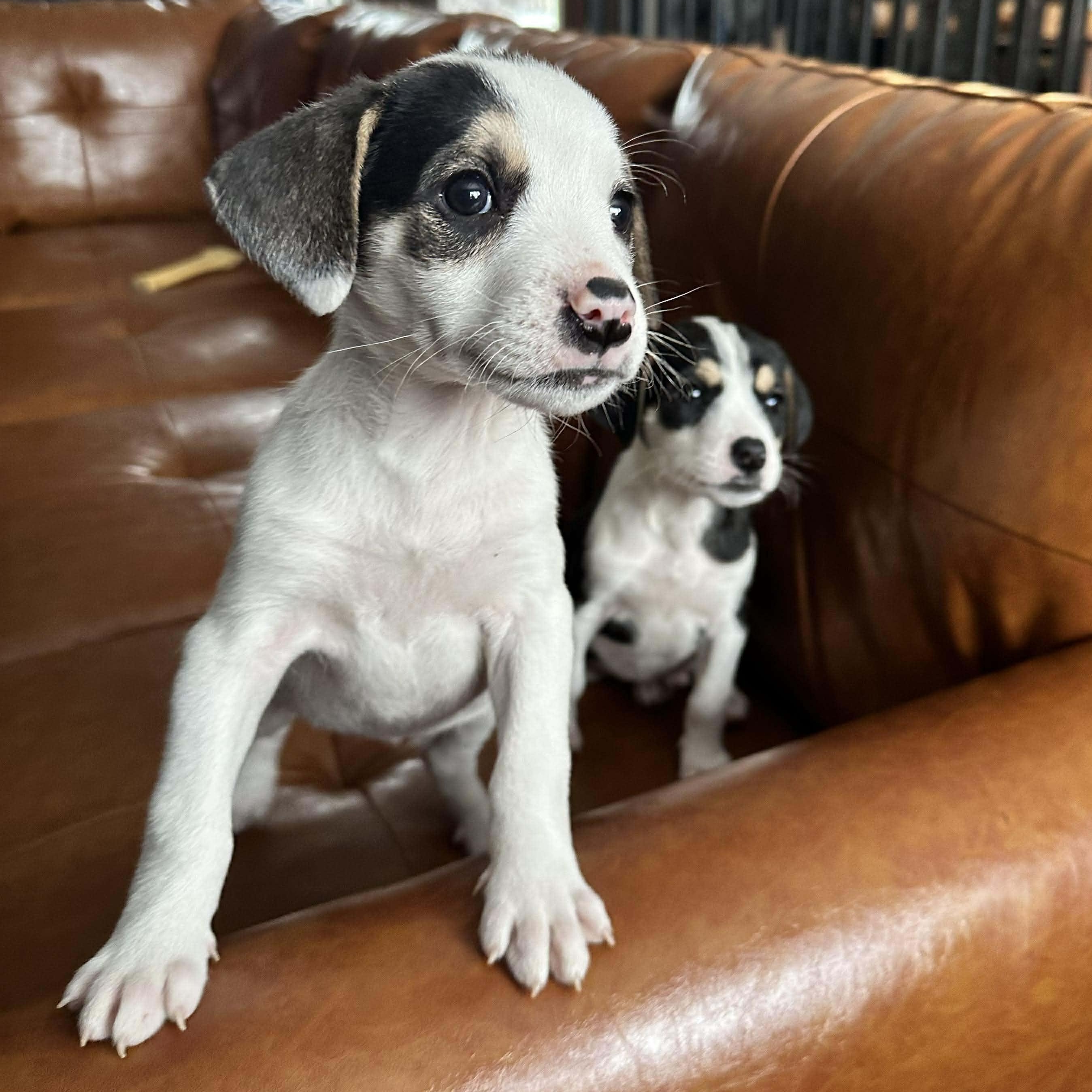 Enlarge Chilly, a Adoptable mixed breed in Leroy, NY image 5/6