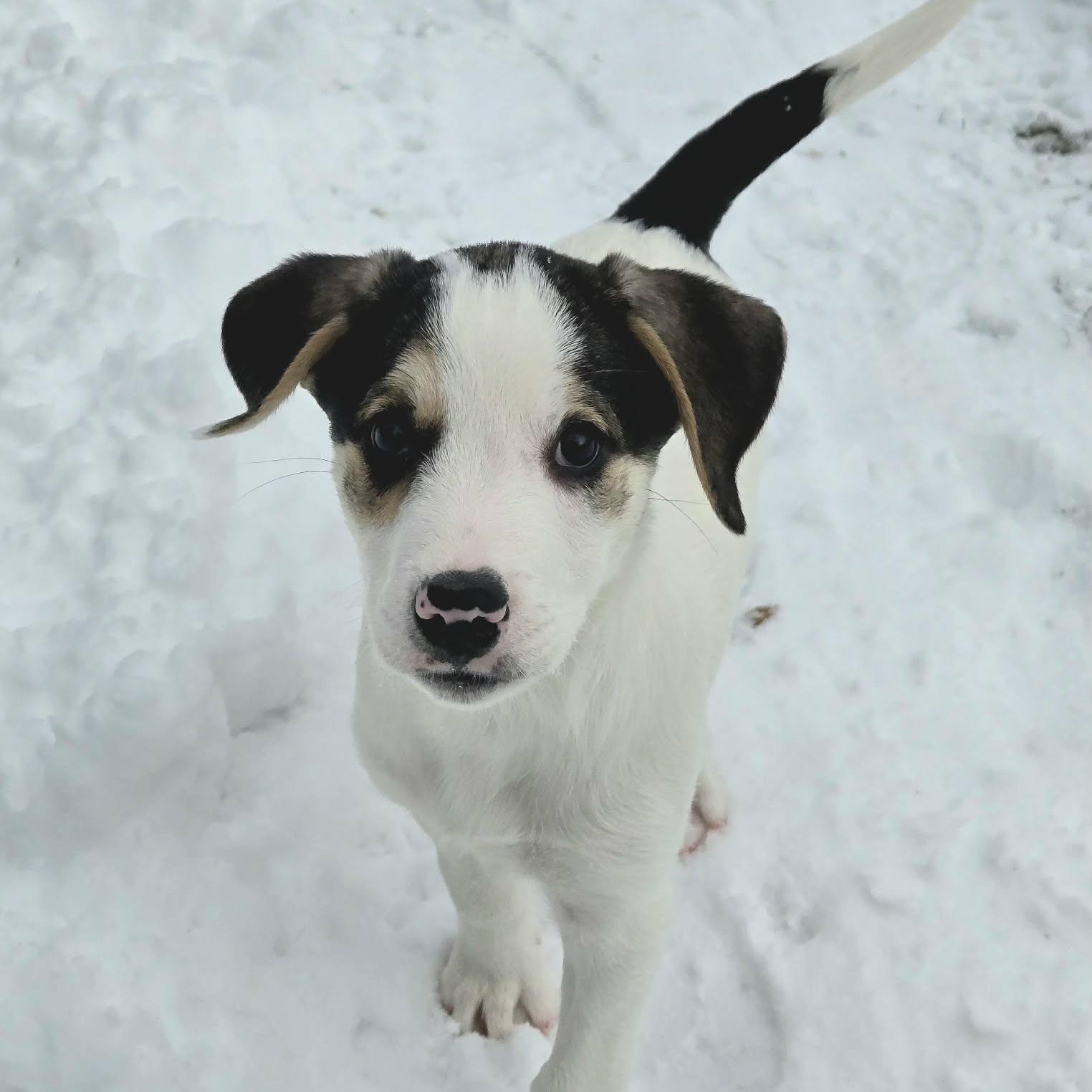 Chilly, an adopted mixed breed in Leroy, NY image 6/6
