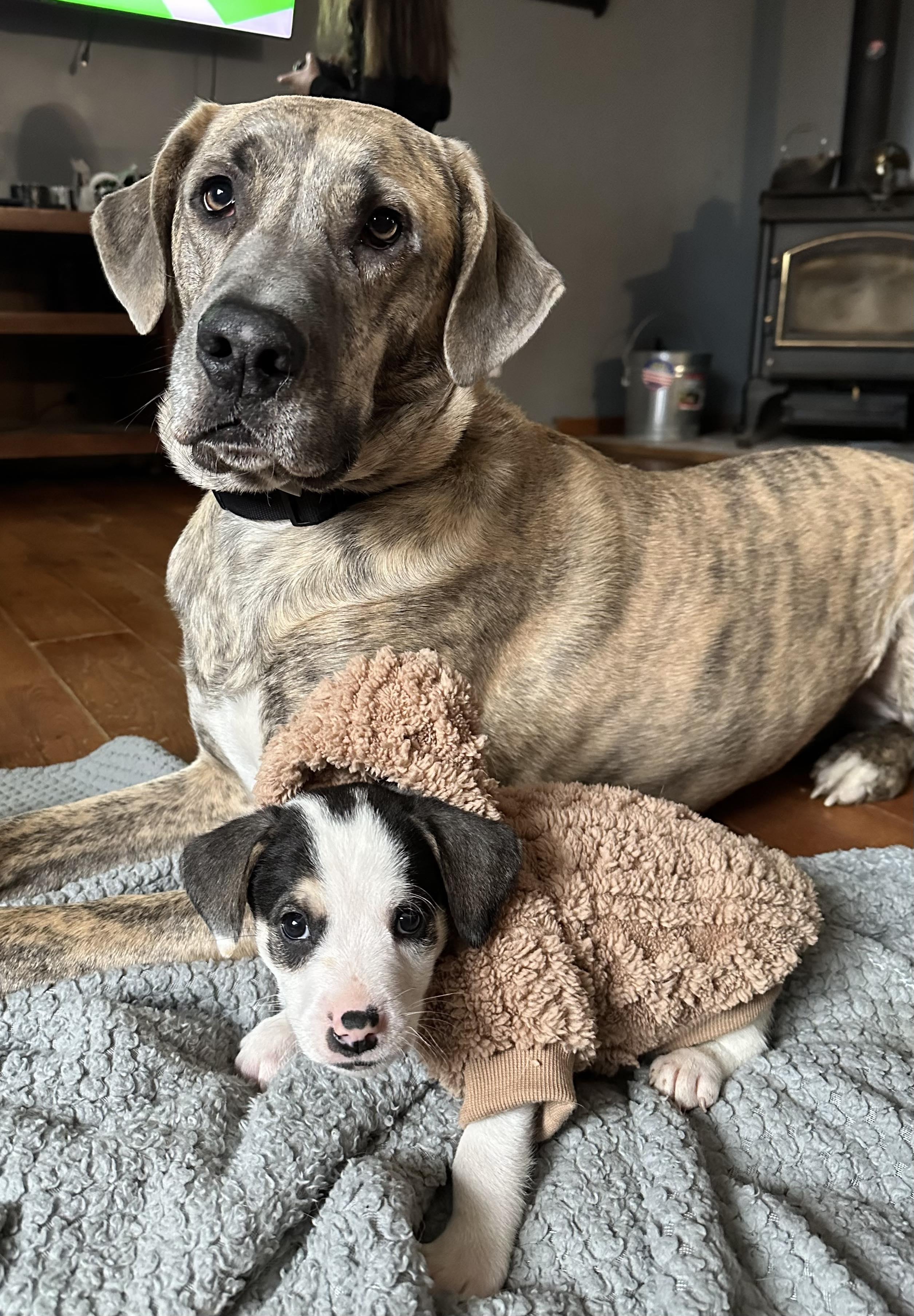 Enlarge Chilly, a Adoptable mixed breed in Leroy, NY image 3/6