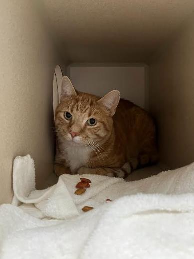 Orangy, Adoptable, Adult Male Domestic Short Hair.