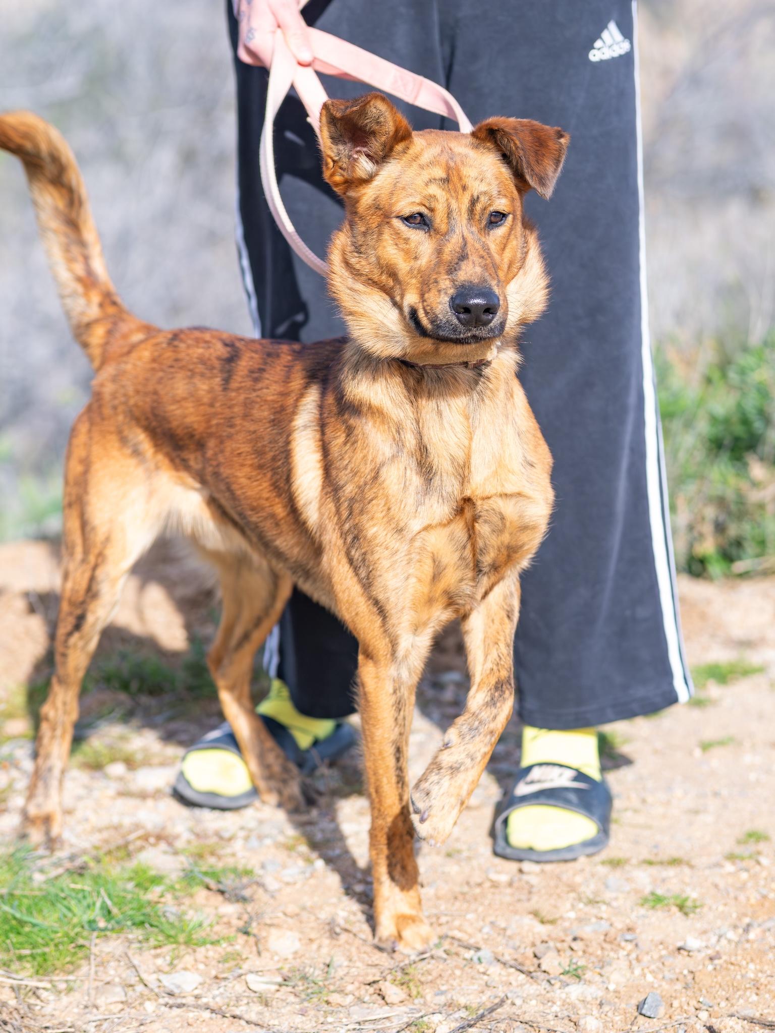 Enlarge Crash, a ADOPTABLE mixed breed in Globe, AZ image 1/1