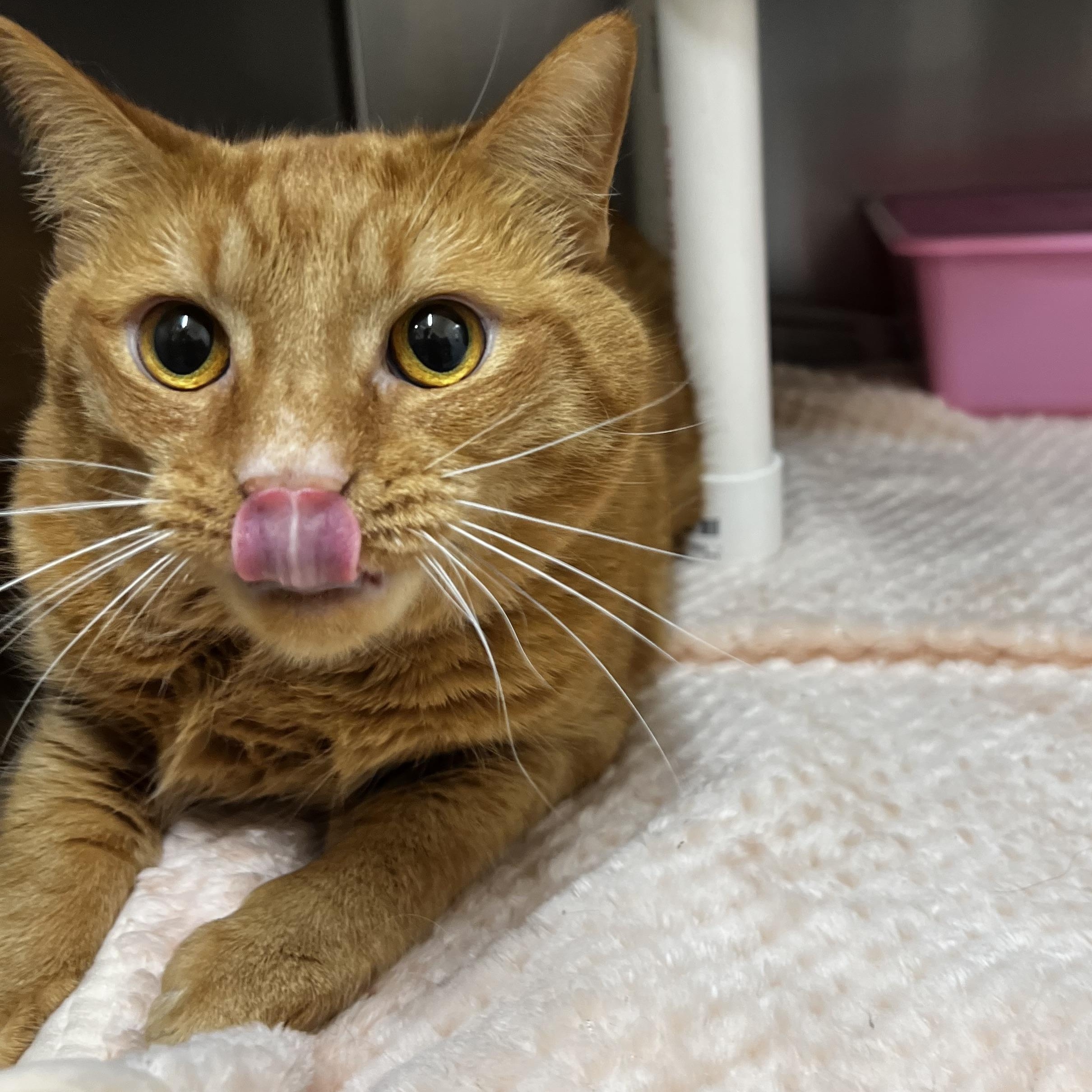 Punkie, ADOPTABLE, Adult Male Domestic Short Hair.