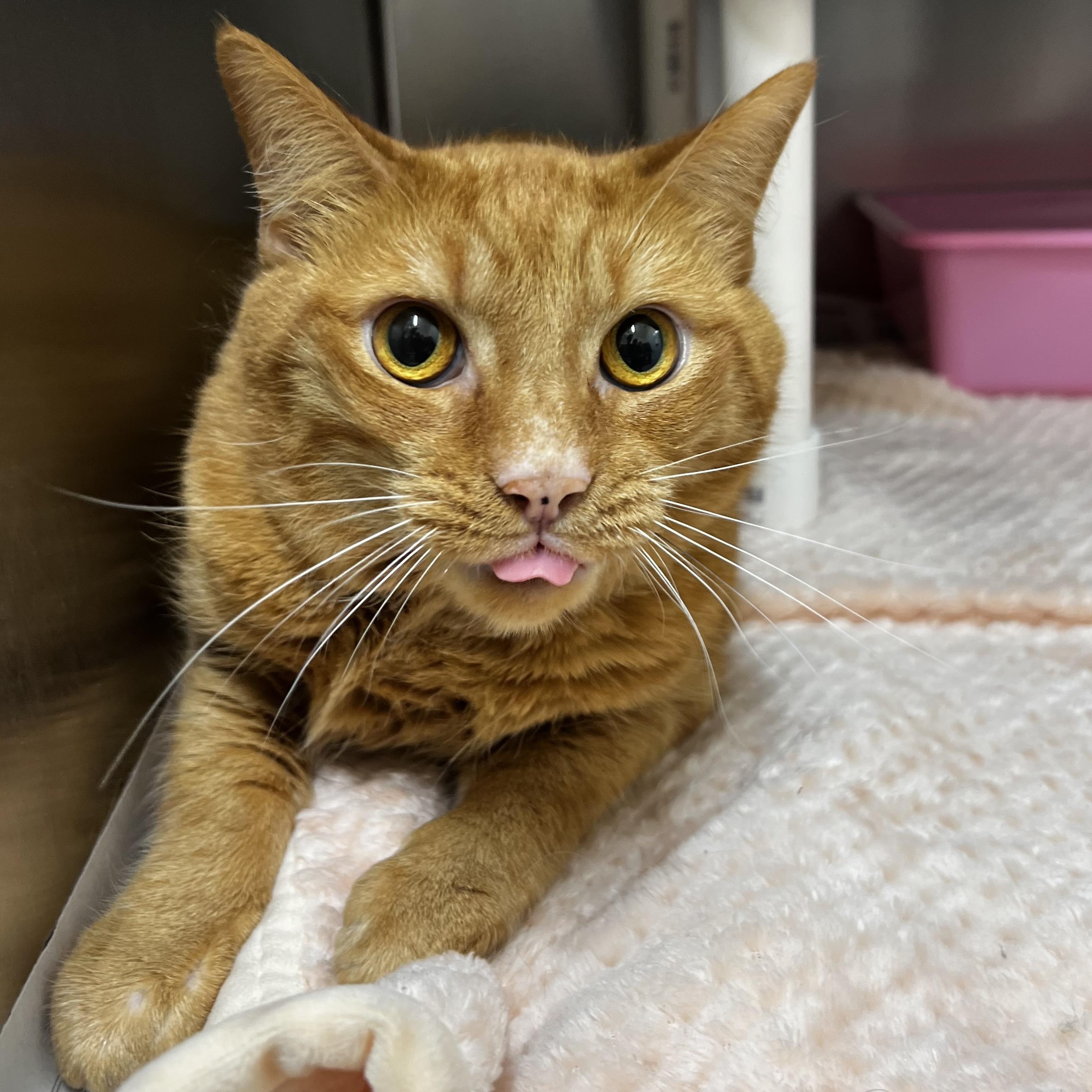Enlarge Punkie, a ADOPTABLE Domestic Short Hair in Culpeper, VA image 2/2