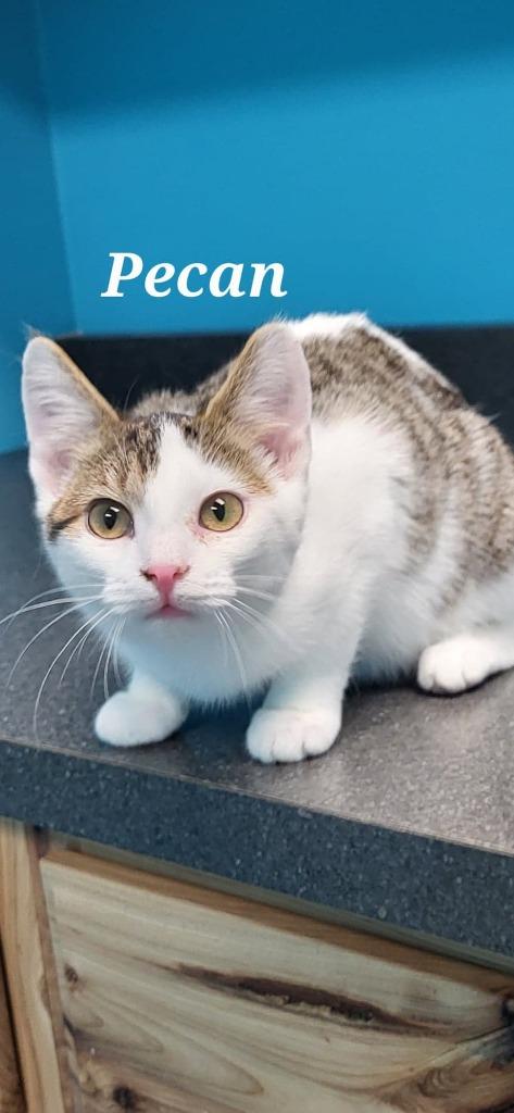 Enlarge Pecan, a Adopted mixed breed in Kendallville, IN image 1/1