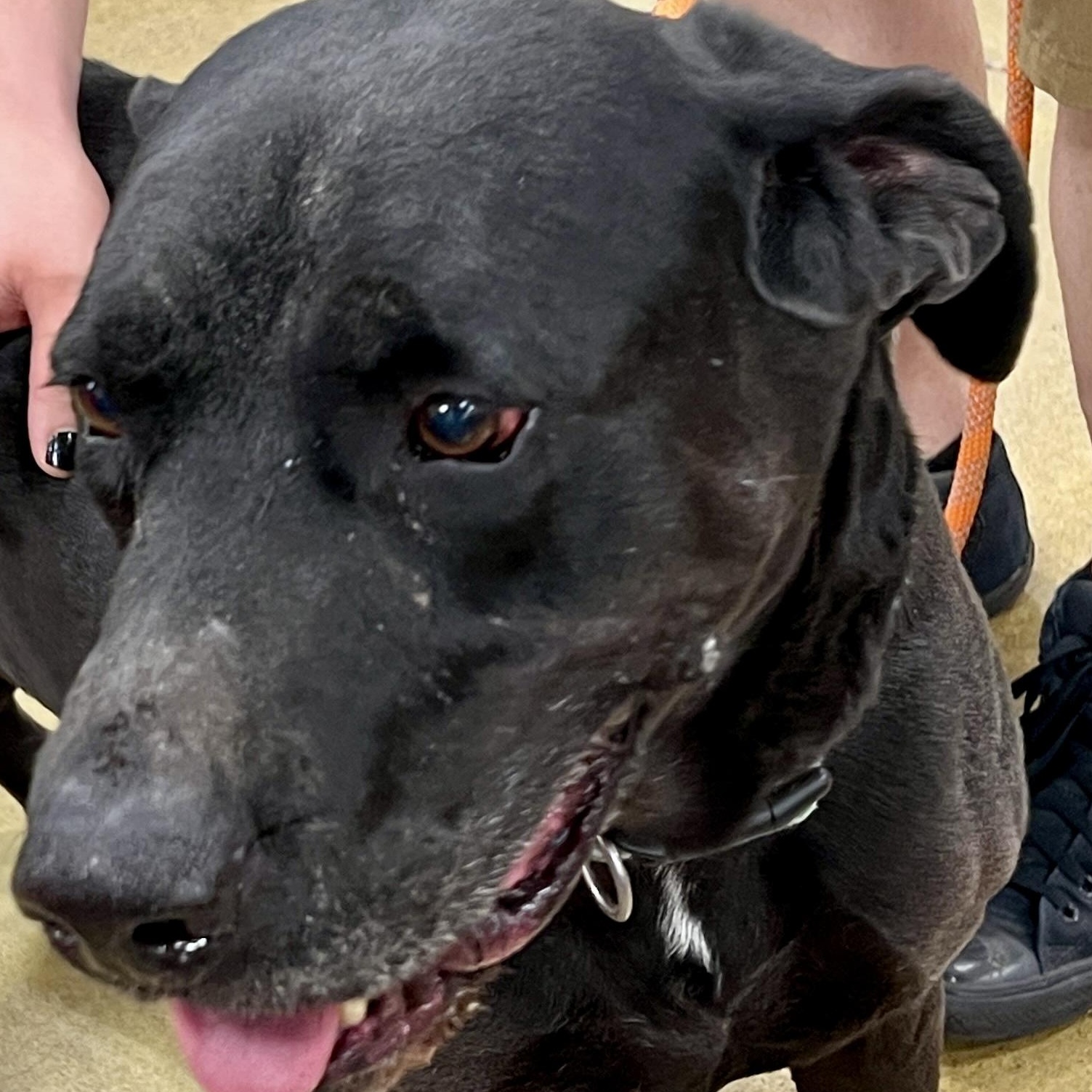 Hoss - Loyal Mastiff Mix | Adult-Only, One-Pet Home | 84 lbs, adoptable, Adult Male Mastiff & Black Labrador Retriever.
