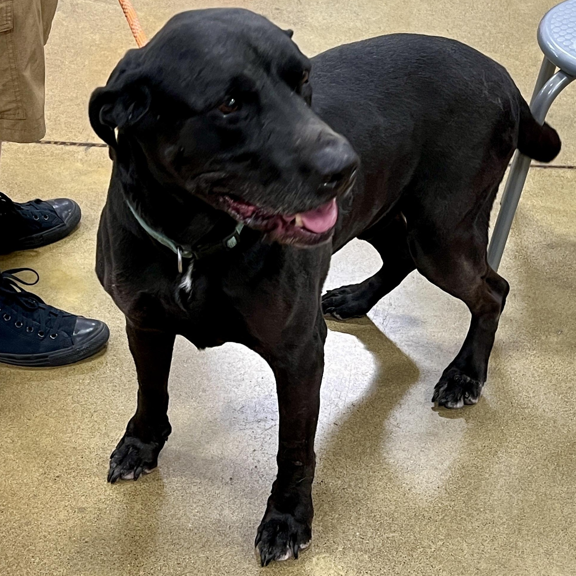 Hoss - Loyal Mastiff Mix | Adult-Only, One-Pet Home | 84 lbs, an adoptable mixed breed in Tulsa, OK image 2/3