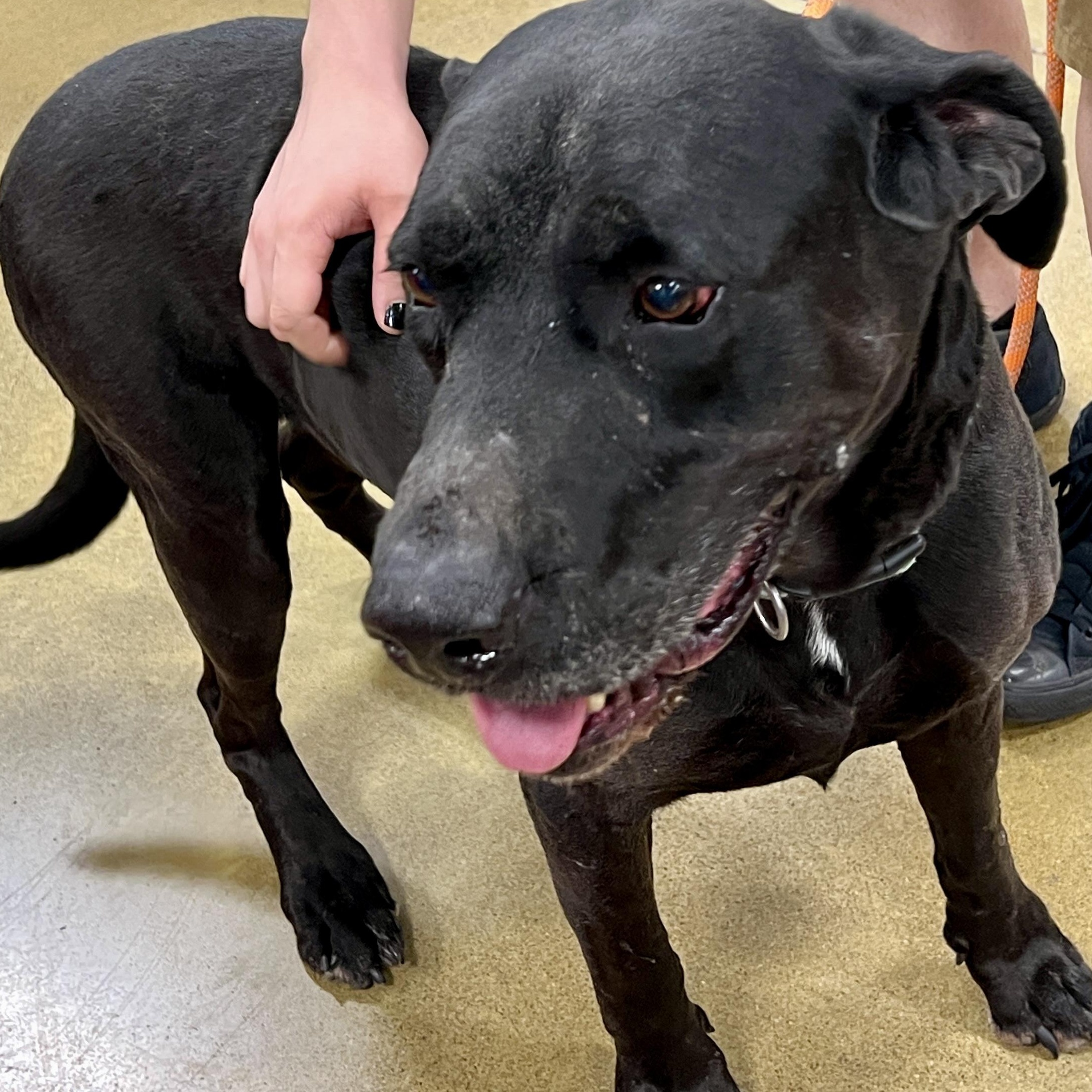 Hoss - Loyal Mastiff Mix | Adult-Only, One-Pet Home | 84 lbs, an adoptable mixed breed in Tulsa, OK image 3/3