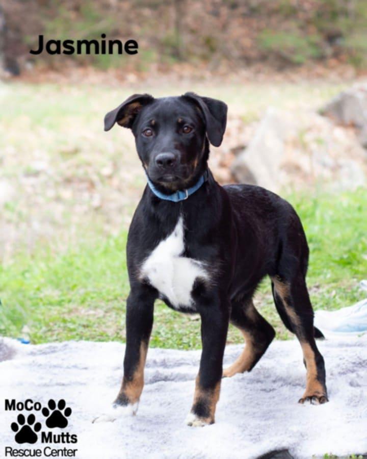 Enlarge Jasmine , an adopted mixed breed in Chardon, OH image 1/1