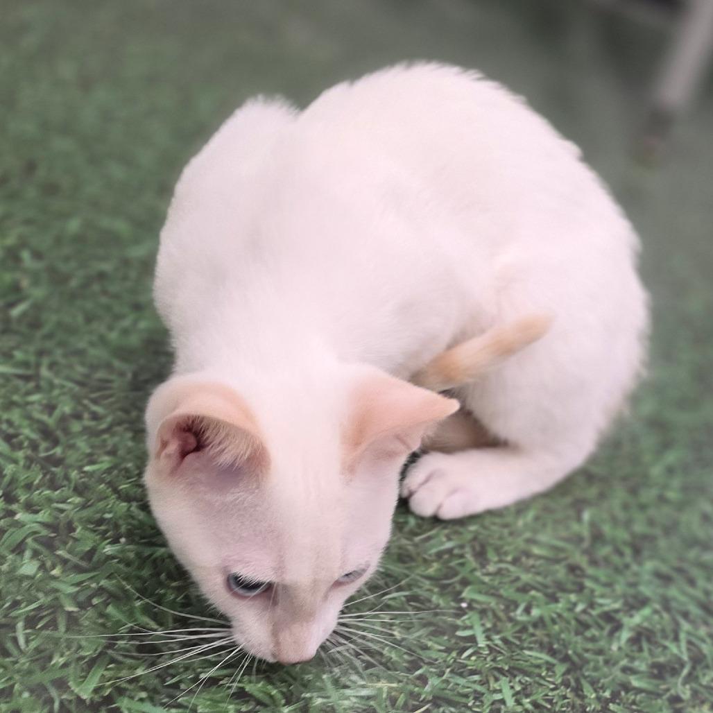 Kenickie, Adoptable, Kitten Male Domestic Short Hair.