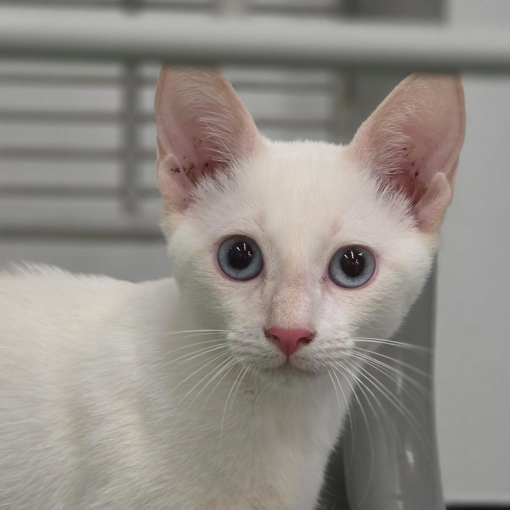 Enlarge Kenickie, a Adoptable Domestic Short Hair in Williston, FL image 2/3