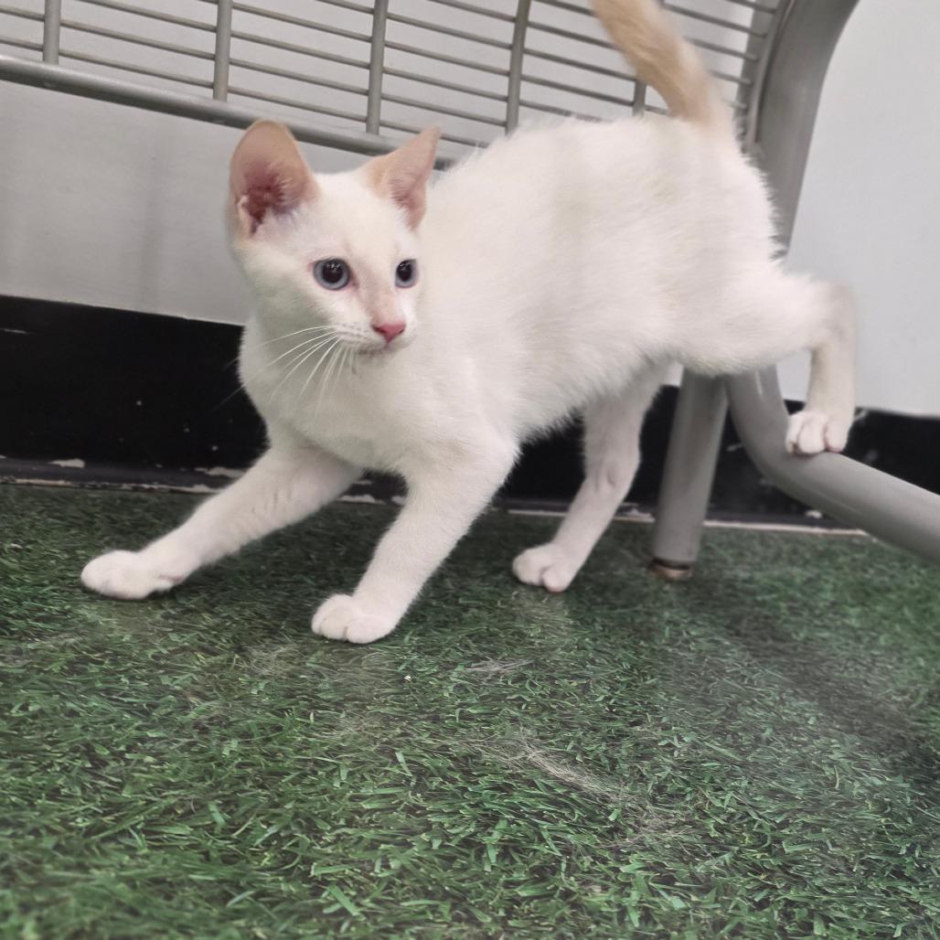 Enlarge Kenickie, a Adoptable Domestic Short Hair in Williston, FL image 3/3