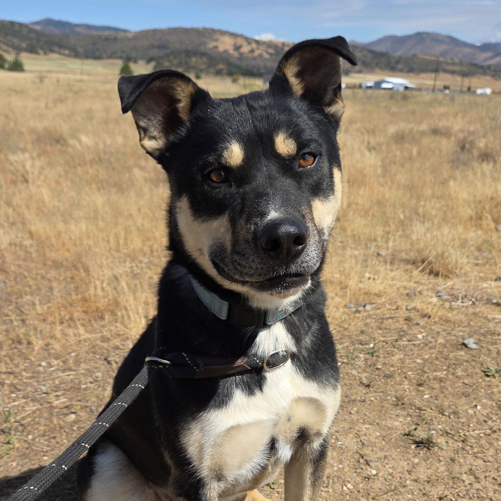 Cheezit, Adoptable, Adult Male Australian Kelpie & Labrador Retriever.