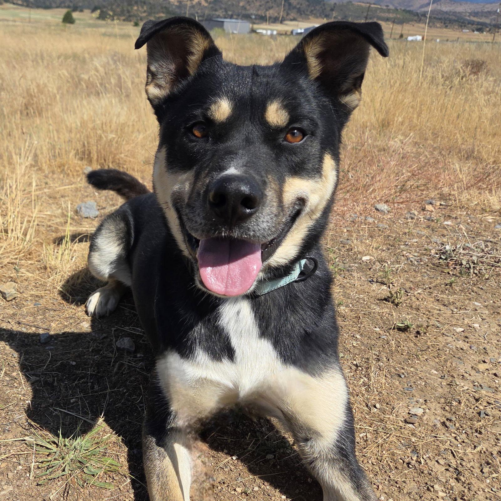 Cheezit, a Adoptable mixed breed in Yreka, CA image 3/4