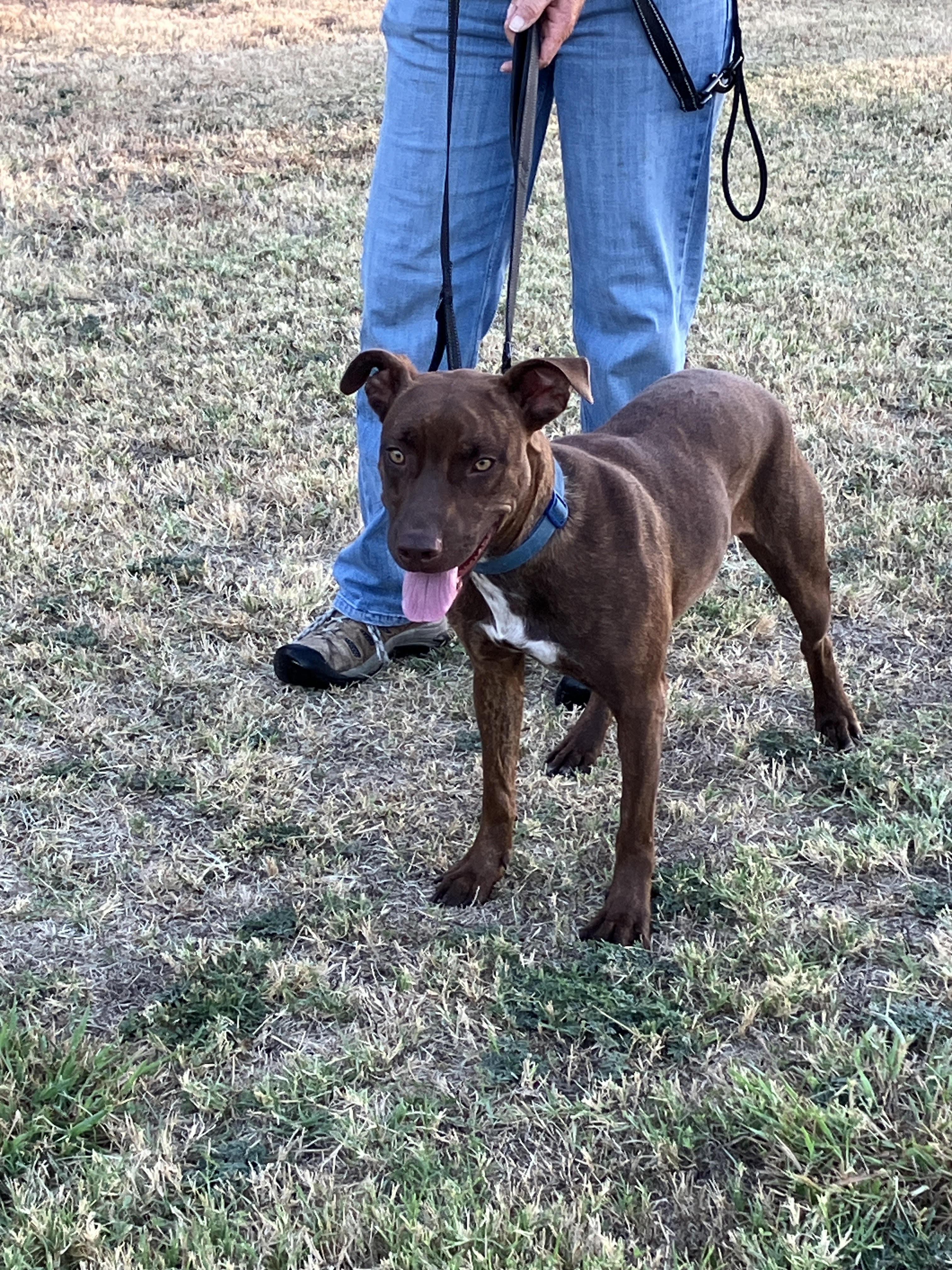 Enlarge HAZEL-Happy, Healthy, Dog Friendly, a Adoptable mixed breed in Pensacola, FL image 2/6